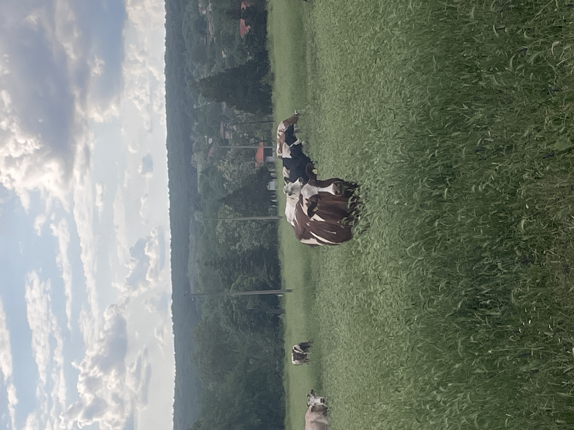 The image shows a field in Makariopolsko, Bulgaria, with several cows grazing in the grass. The background includes trees and a cloudy sky. Overhead power lines are visible.