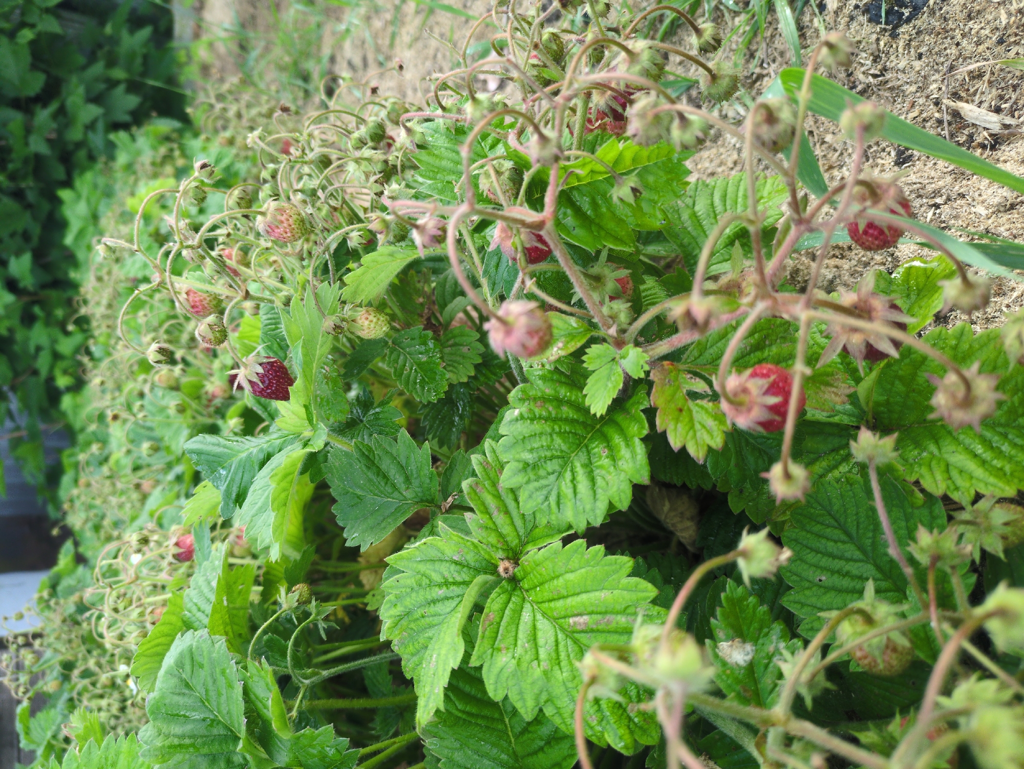 The image shows a close-up view of wild strawberry plants growing in a garden or natural setting. The plants have green, serrated leaves and slender stems from which small red strawberries and developing green berries hang. Some of the strawberries are fully ripe and a deep red color, while others are still developing and appear green or a pale pinkish-red. The stems are thin and wiry, with a slightly reddish hue, and many small, undeveloped berries or flower buds are visible. The background consists of more green foliage and a sandy, dry patch of ground, suggesting an outdoor environment. The lighting appears to be natural daylight, possibly overcast, as there are no strong shadows. The overall scene evokes a sense of nature and the early stages of fruit development. There is no visible text in the image. The context provided indicates the location is Kulebaki, Russia.
