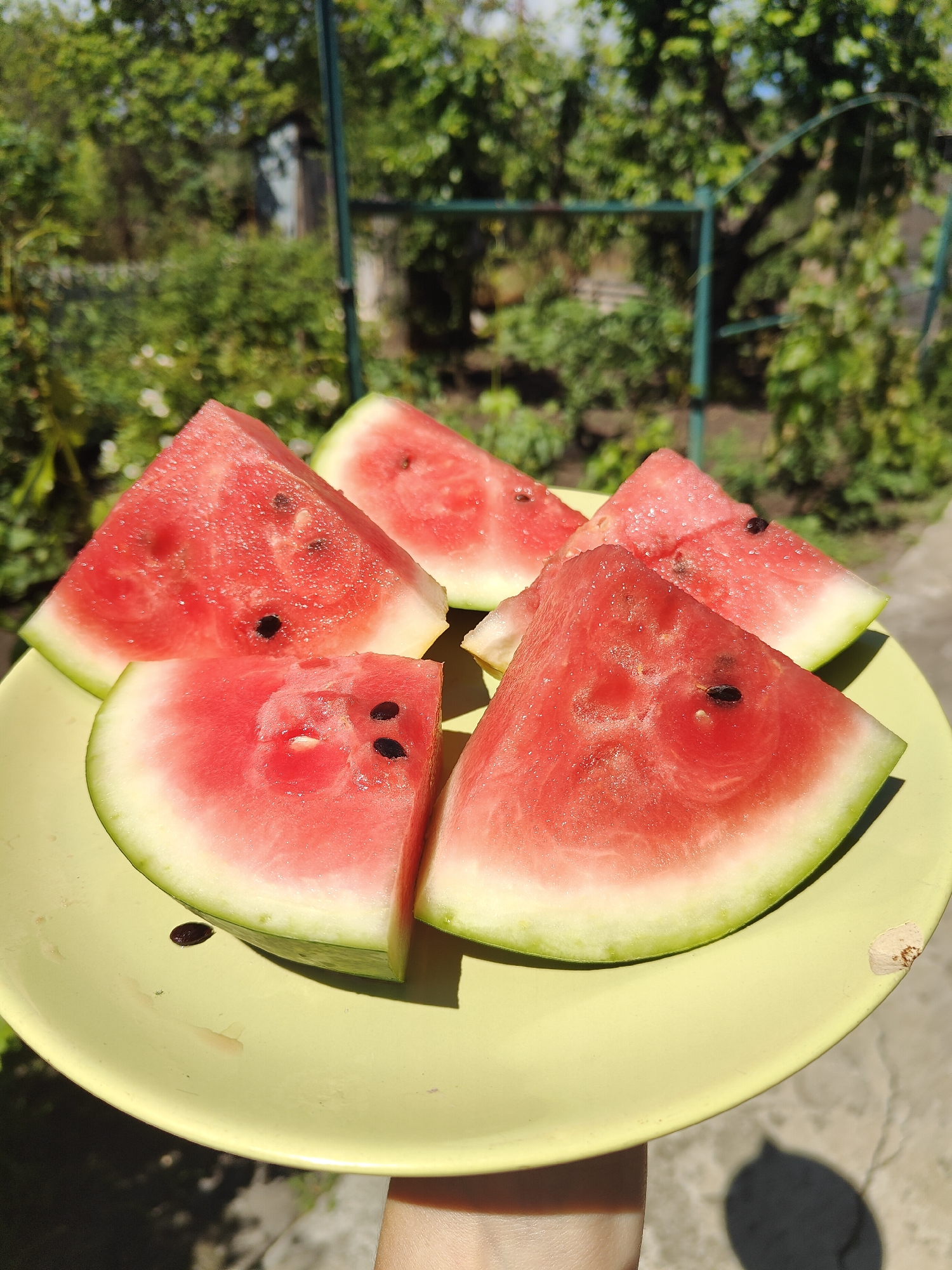 A close-up, outdoor shot shows a light yellow plate holding several slices of watermelon. The watermelon slices are triangular with red flesh and a green rind, and some contain black seeds. The plate is positioned in what appears to be a backyard with a blurred green background of trees and foliage, suggesting a sunny day. The lower part of the image reveals a hand holding the plate.