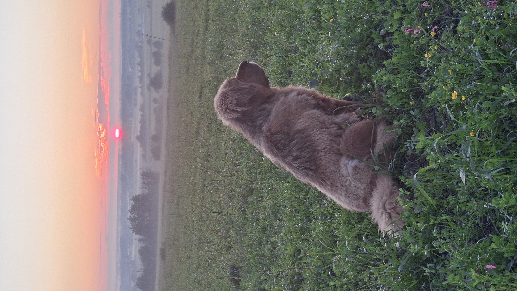 A large, fluffy, golden-brown dog sits facing right in a grassy field at sunrise. The dog's back is to the camera, and it is looking towards the horizon. The sun is low in the sky, casting a pink and orange glow. There is a light mist over the landscape in the distance, obscuring some of the trees and fields. The foreground is filled with green grass and small yellow and pink flowers. The image appears to be taken in a rural area. The location of Kaporskoe, Russia, is not explicitly depicted in the image; this is a general landscape scene.