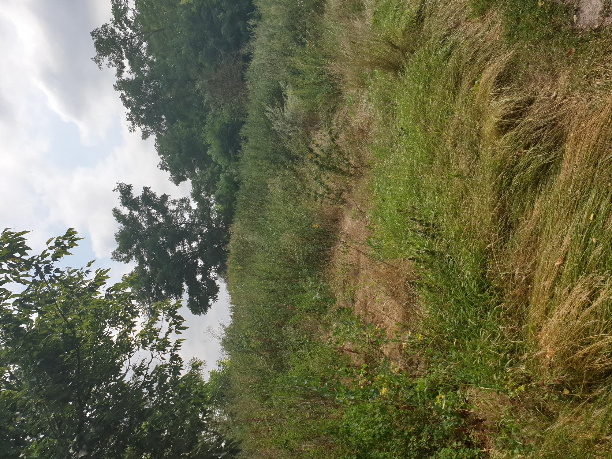 The image depicts an outdoor scene in Lozovyi Yar, Ukraine, characterized by lush vegetation and a cloudy sky. In the foreground, tall, dry grasses dominate the landscape, interspersed with patches of green grass and some low-lying green bushes. A pathway or clearing is visible amidst the grasses, suggesting a natural or semi-maintained area. The middle ground is filled with a dense growth of various green plants and shrubs, creating an uneven, hilly terrain. In the background, a line of trees forms a natural barrier, with some appearing taller and denser than others. The sky above is overcast with large, fluffy clouds. The overall impression is of a wild, untamed natural environment.