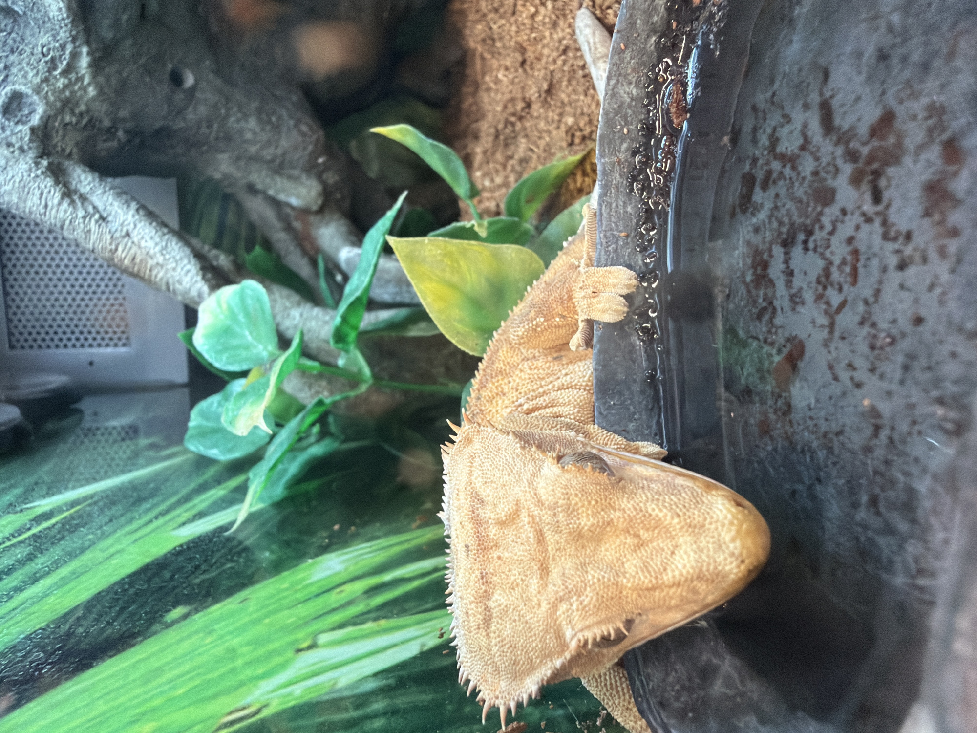 A close-up, eye-level shot captures a crested gecko resting its head on the edge of a dark, water-filled dish. The gecko, a beige-orange color with a textured, spiky crest along its head and back, is positioned in the lower left quadrant of the frame. Its front feet are visible, one with splayed toes, resting on the dish's rim. The background is a mix of artificial greenery, with blurred green leaves on the left and a more muted green and yellow foliage behind the gecko. A rough, bark-like texture of what appears to be a branch or rock structure is visible in the upper right corner, along with a white, perforated vent or grate. The substrate on the right appears to be a dry, sandy material. The scene is likely an enclosure, possibly a terrarium, within an indoor setting.