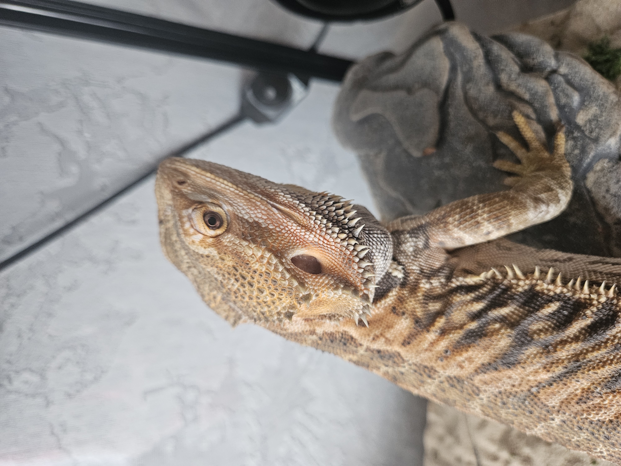 A bearded dragon is perched on a grey, rocky substrate. The reptile's scales are a mottled pattern of tan, brown, and black. Its head is turned to the right, with one eye visible, dark brown and alert. Spiky scales line its jaw, giving it a "bearded" appearance. The background is a light grey, textured wall, possibly the interior of an enclosure, with a blurred black object in the upper right corner. The lighting is soft, highlighting the dragon's intricate scales and facial features. There is no indication of the city of Tver, Russia, in this image.