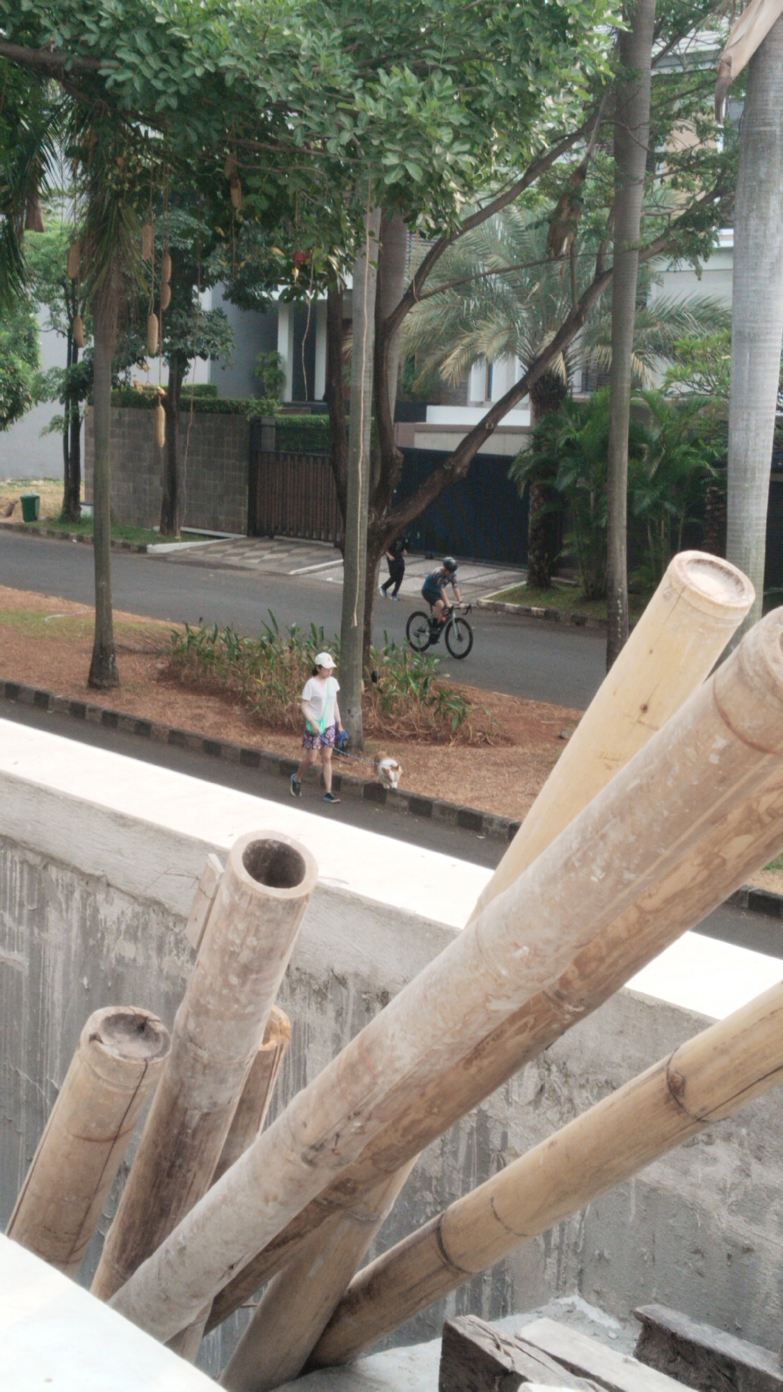 The image depicts a residential street scene in West Jakarta, Indonesia, with a focus on a pedestrian walkway and the adjacent road. In the foreground, large bamboo poles are arranged diagonally, obscuring a concrete wall. On the walkway, a woman wearing a white cap and shorts is walking a small dog on a leash. She is looking towards the dog, which is positioned slightly ahead of her. Further down the road, a person on a bicycle is riding away from the camera, wearing a helmet and athletic clothing. The background shows lush greenery, including trees with long, pod-like fruits, and modern houses with large windows. A dark-colored fence runs along the side of the road. The overall environment suggests a suburban setting within the city.