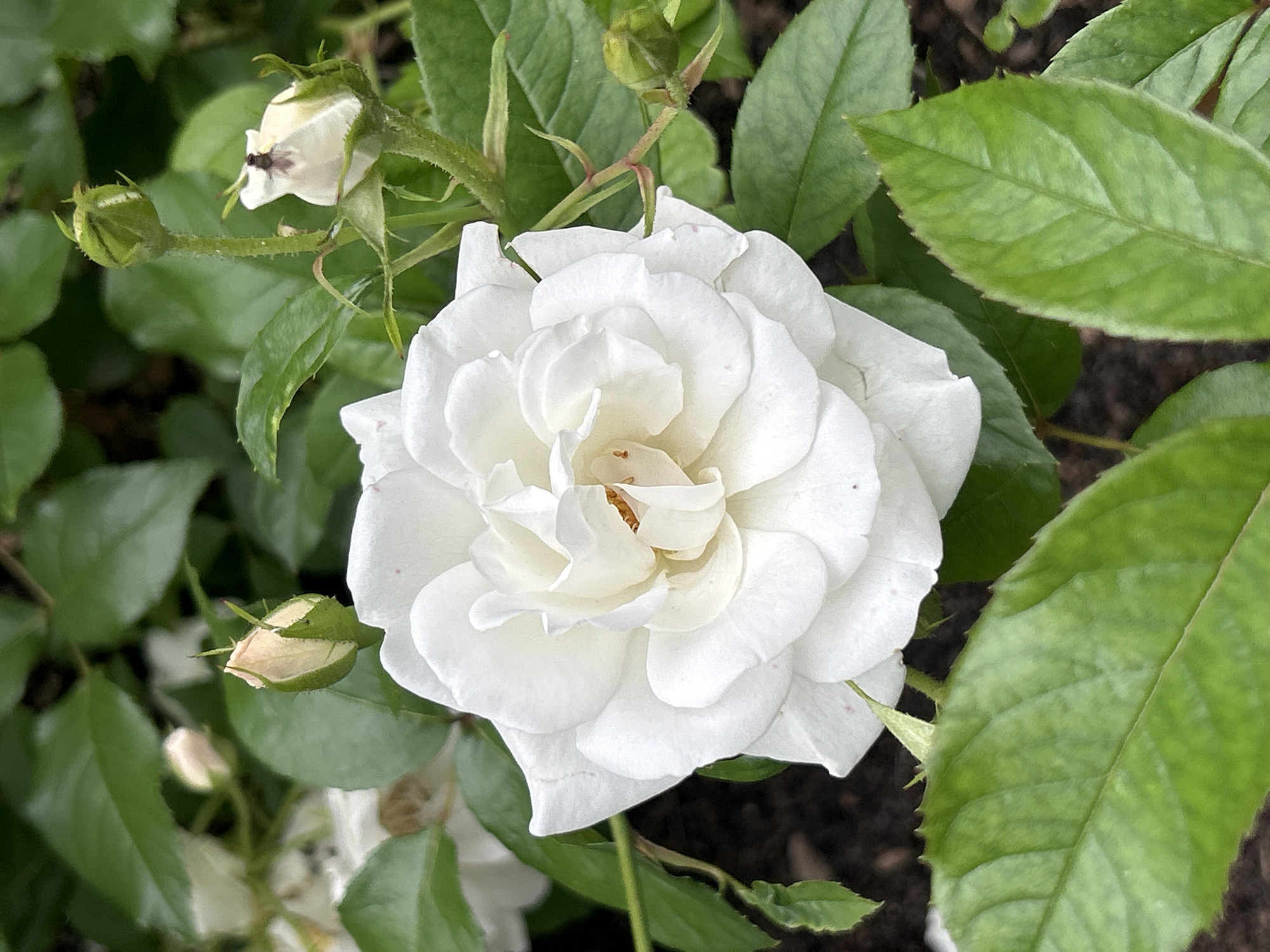 A close-up, eye-level shot shows a fully bloomed white rose in focus, its layered petals forming a delicate spiral. The rose's center reveals a hint of yellow stamens. Surrounding the rose are several unopened buds, some tinged with pale pink, and lush green leaves, some appearing slightly out of focus. The background is a blur of more greenery and dark soil. The image was captured in Mount Royal, Canada.