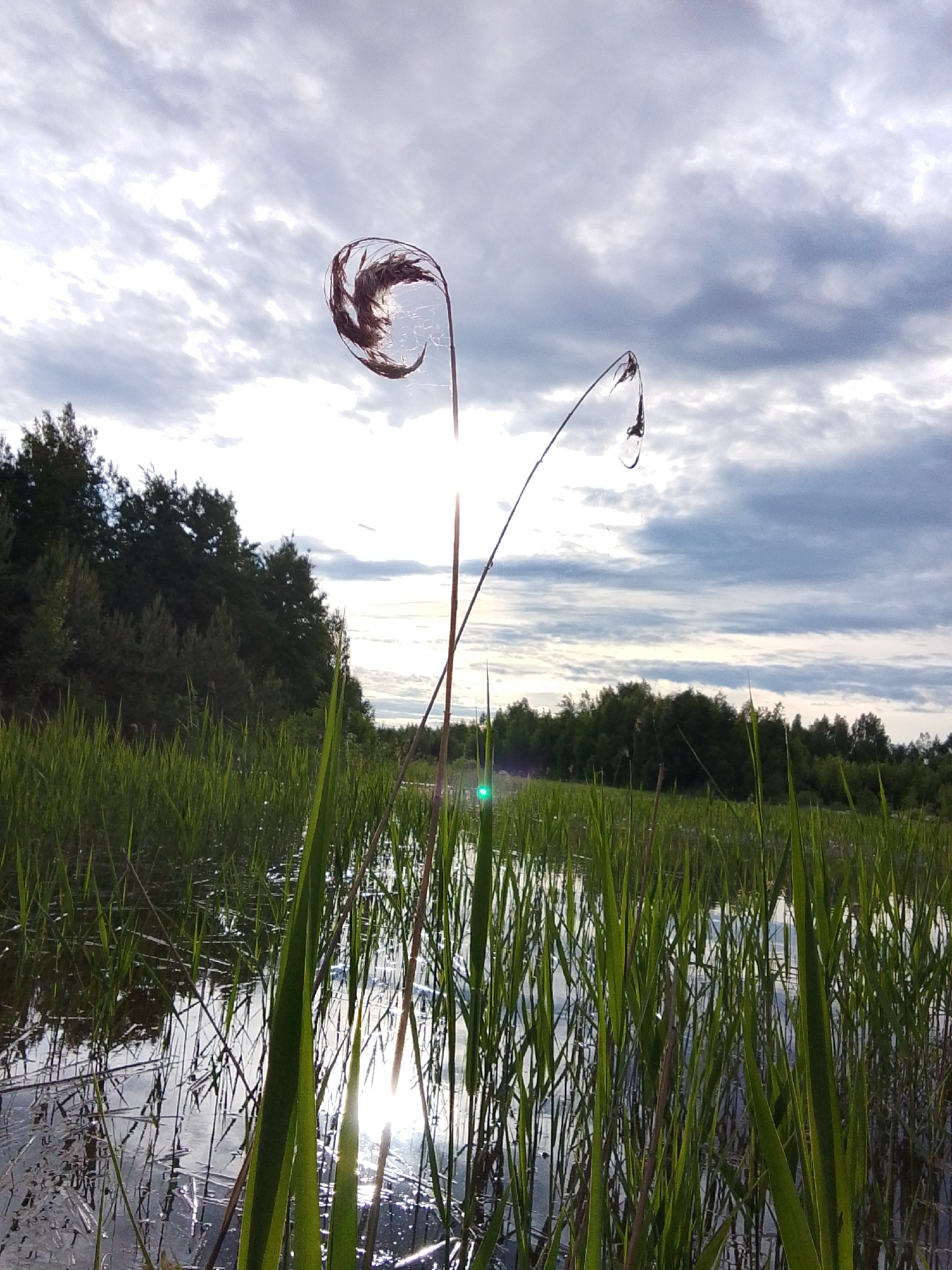 The image captures a tranquil scene of a waterlogged area, possibly a marsh or shallow lake, near the city of Верея, Russia. Tall green reeds and grasses dominate the foreground, rising from the water's surface. Reflections of the sky and sunlight are visible on the water.
Two distinct stalks with curled, dried tops stand out against the backdrop of the sky, with one appearing more prominent and detailed. The sky is filled with cloudy formations, suggesting either an overcast or partly cloudy day. A line of trees borders the horizon, indicating the edge of a forest or woodland area.
No people are visible in the image. The primary objects are the reeds, water, stalks, trees, and clouds. The action is limited to the natural elements: the play of light on the water, the growth of the vegetation, and the movement of clouds.
