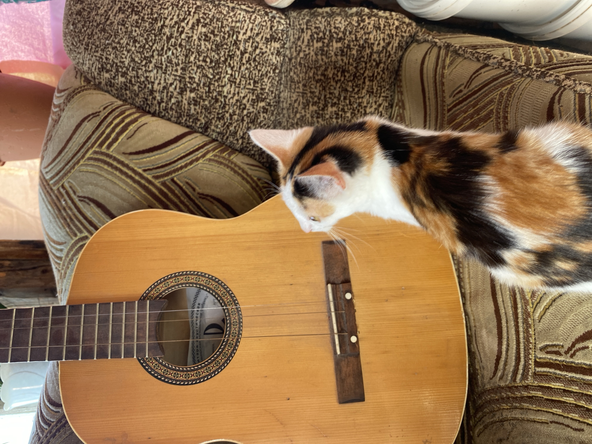 A calico cat with white, black, and orange patches sits on a patterned sofa next to a classical guitar. The guitar is positioned in front of the cat, with its body and neck visible. The sofa has a brown and beige striped pattern on the cushions. The background includes a blurred plant pot and a white object. The scene appears to be indoors, with natural light illuminating the subjects. The location is not specified in the image, and therefore cannot be confirmed as Zelenodol'sk, Russia.