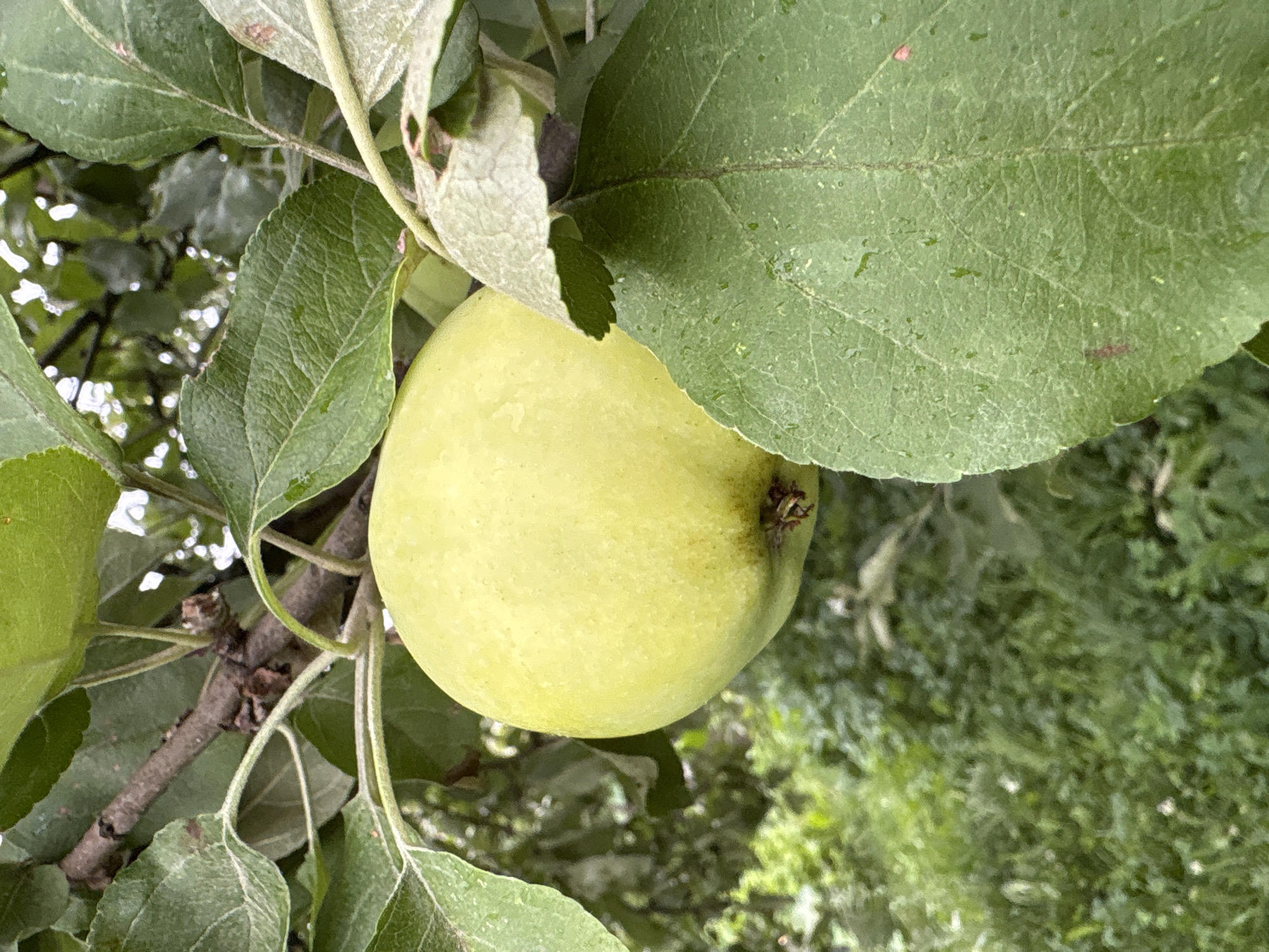 A ripe, yellow-green apple hangs from a branch of an apple tree. The apple is partially obscured by large, green leaves. The background is a blur of green foliage, suggesting the apple tree is in a natural or garden setting. The image is a close-up shot, focusing on the fruit and its immediate surroundings. The location in Vyetluzhsky, Russia, is not discernible from the visual information provided.