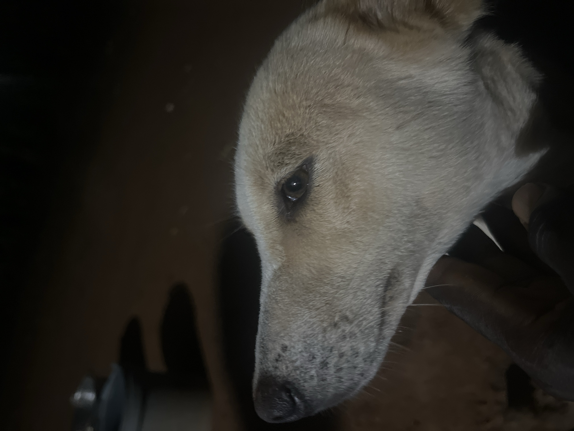 A close-up, eye-level shot shows the head of a light-colored dog, likely a mixed breed, in the foreground. The dog's nose and left eye are visible, with the snout pointing towards the left of the frame. The dog's fur is light tan. A person's dark-skinned hand is partially visible in the bottom left, gently supporting the dog's head. The background is dark and out of focus, suggesting an outdoor, nighttime setting in Nkpor, Nigeria. Shadows are cast on a reddish-brown ground surface, possibly dirt or laterite, hinting at a less developed area or a rural outskirts location within Nkpor.