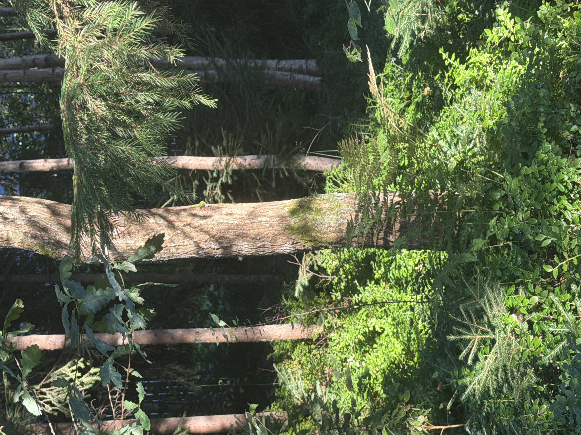 The image depicts a sun-dappled forest floor abundant with lush green vegetation. Several tree trunks, some thick and textured with moss, and others slender and pale, rise vertically within the frame. The foreground is dominated by a dense carpet of smaller plants, including ferns and low-lying bushes, interspersed with young evergreen saplings. The foliage is vibrant and varied, with some leaves appearing broad and lobed, while others are needle-like and characteristic of conifers. Sunlight filters through the canopy, creating patches of bright illumination and deep shadow, highlighting the textures and forms of the plants and trees. The overall impression is one of a dense, natural forest environment. There is no indication of urban elements or specific landmarks that would place this scene within the city of Ленинское, Russia.