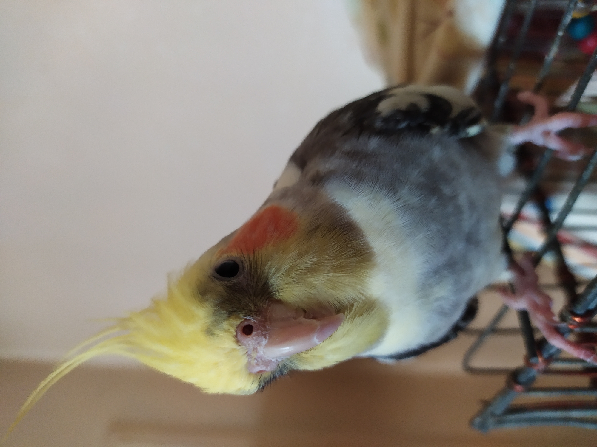 A close-up, eye-level shot captures a cockatiel perched on the bars of a cage. The bird is facing the camera, with its head tilted slightly to the left. Its crest feathers are a vibrant yellow, standing tall and pointed. The bird's cheeks are adorned with distinctive orange patches, and its body is a mix of grey and white feathers. The background is softly blurred, with a neutral, light-colored wall. The cage bars are dark and metallic, with some visible orange wires wrapped around them. The image does not contain any elements that would suggest a specific location in the city of Bilajari, Azerbaijan.