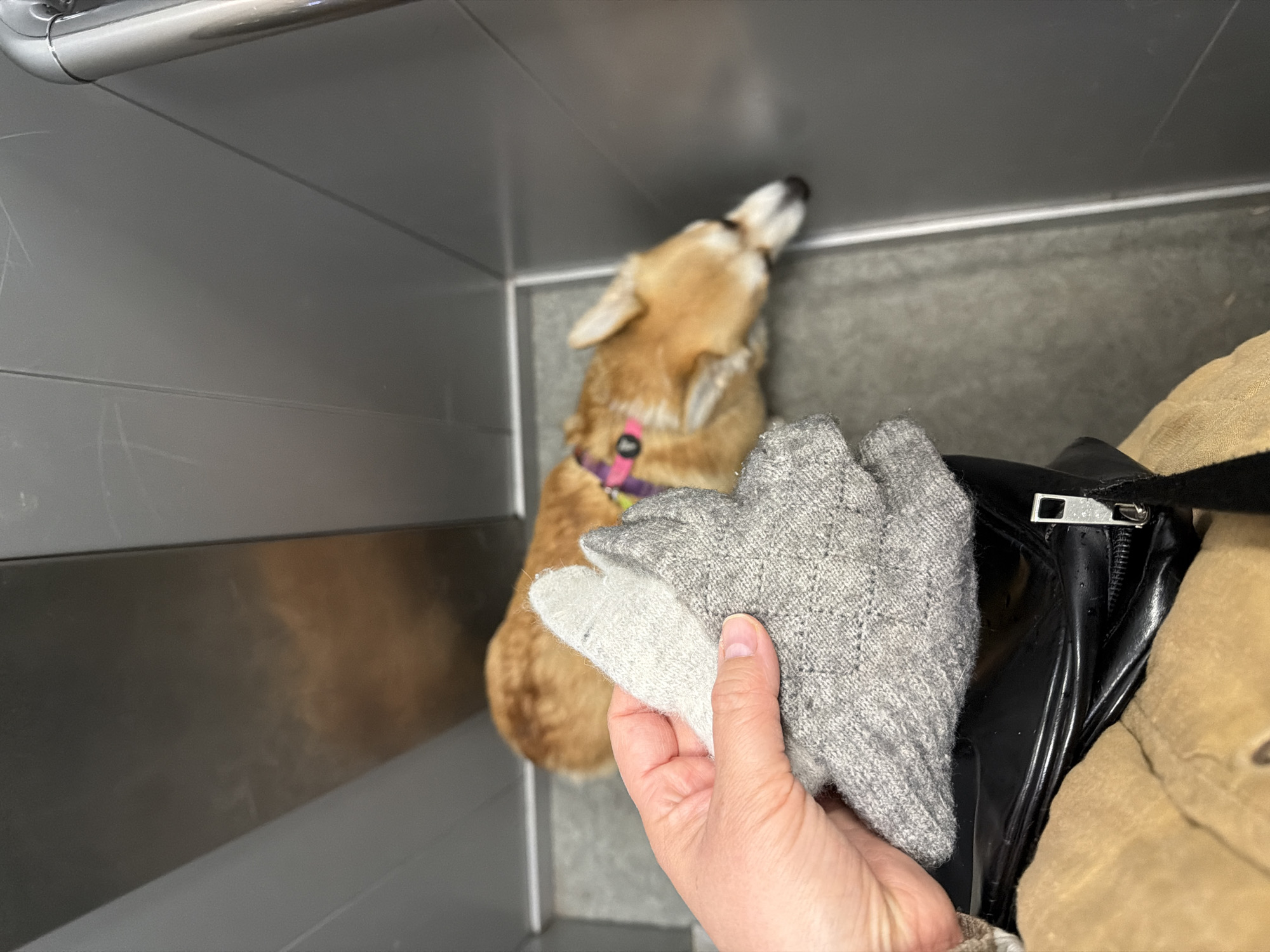 The image shows a person holding a pair of gray gloves in what appears to be an elevator. In the background, a blurred dog with a pink collar is visible. There is a black bag and a tan jacket or coat also present in the image. The location is not identifiable as the city of Chaikovsky, Russia.