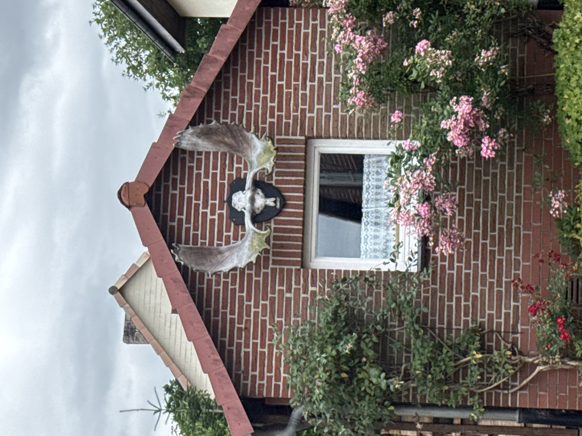 This is a vertical, slightly tilted outdoor photograph of the side of a brick house. The house has a red tile roof with a light-colored soffit and decorative metal accents. On the brick facade, a pair of large, grey elk antlers are mounted above a dark plaque that displays a white, possibly carved, animal skull. To the right of the antlers is a white-trimmed window with a white lace curtain. Pink flowers are blooming on a vine climbing the brick wall next to the window, and a bush with red flowers is visible further to the right. There are green bushes and trees around the house, and the sky is overcast and grey. The overall impression is of a rustic and somewhat unconventional home exterior in a suburban or rural setting. There is no visible text. The lighting suggests it is daytime, likely overcast.