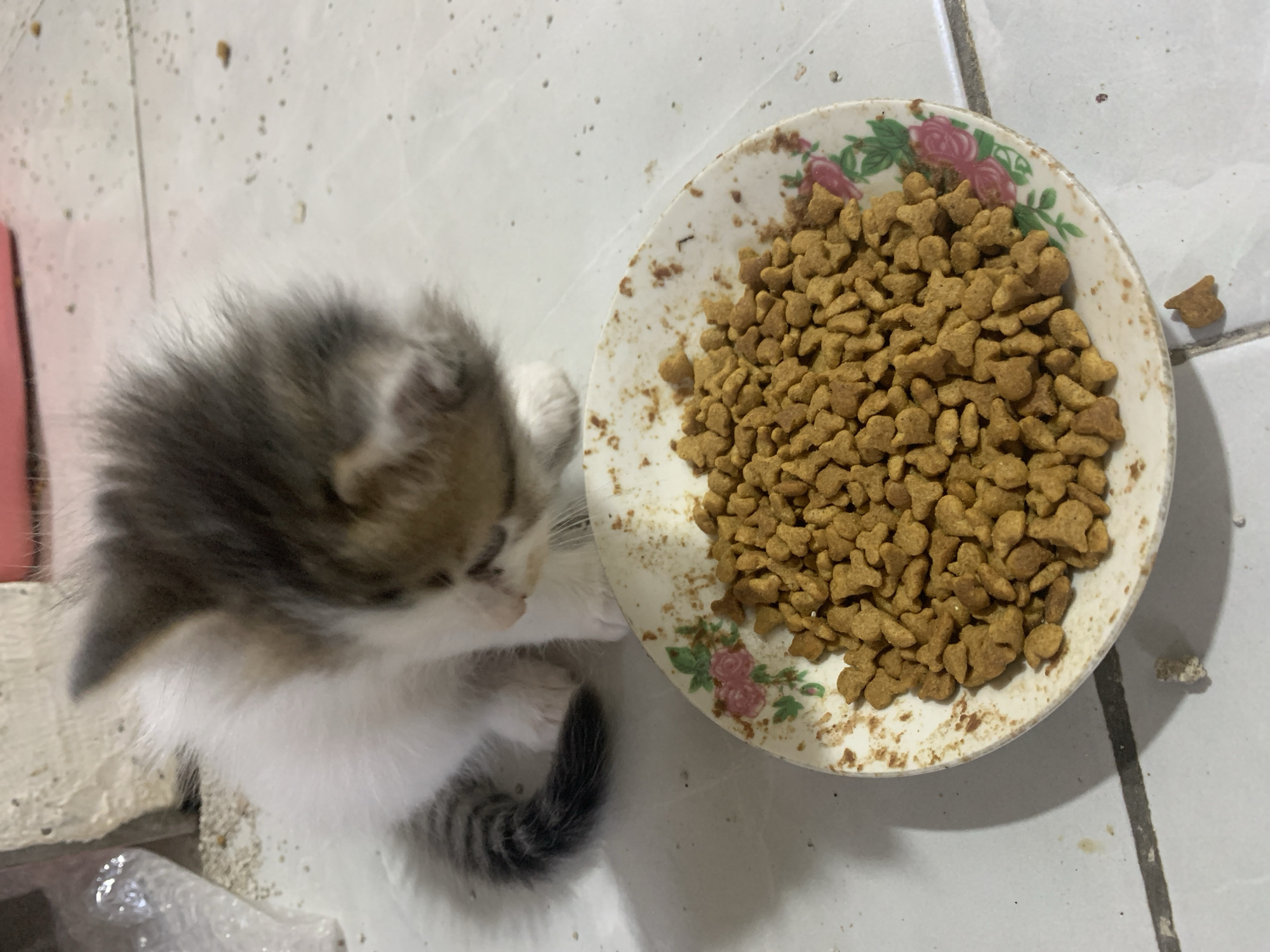 In Tanjungsepreh, Indonesia, a domestic kitten is depicted in an indoor environment. The kitten, predominantly white with patches of grey and light brown fur on its head, back, and a striped grey tail, is positioned with its head lowered, looking towards a bowl of dry cat food. The food bowl is a shallow, round dish with an off-white base and a floral pattern featuring pink roses and green leaves around its rim. It is filled with numerous small, light brown, irregularly shaped kibble pieces, some appearing to be in the shape of fish. The bowl itself shows signs of wear and food residue. The kitten's front paws are near the bowl. The floor beneath is composed of light-colored tiles with visible grout lines and is scattered with small dark specks and a few larger light-colored crumbs. In the background, a light-colored wall is visible, along with a crumpled clear plastic bag containing indeterminate contents on the left, and a blurred pink object at the top edge of the frame. Shadows are cast by the kitten and the bowl onto the tiled floor.
