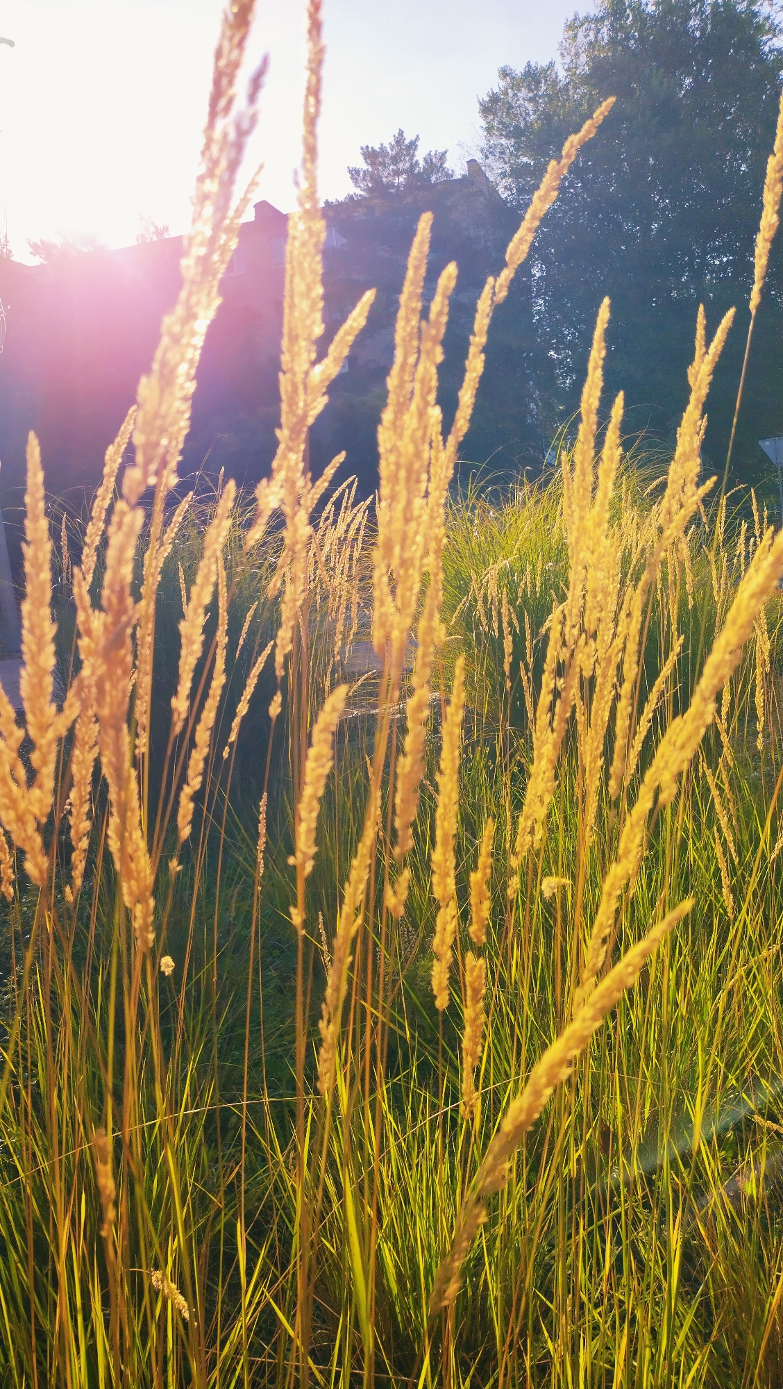 The image depicts a close-up view of tall, golden grass stalks bathed in the warm light of the setting sun. The grass is in the foreground, with its feathery seed heads catching the light and appearing almost translucent. Behind the grass, the background shows a blurred landscape with trees and hints of buildings, suggesting an outdoor setting within a city. The sun's rays create a lens flare effect on the left side of the image, adding a soft glow. The environment appears to be a park or a natural area within Horishni Plavni, Ukraine, likely a public space where this type of vegetation grows. There are no people or animals visible in the scene.