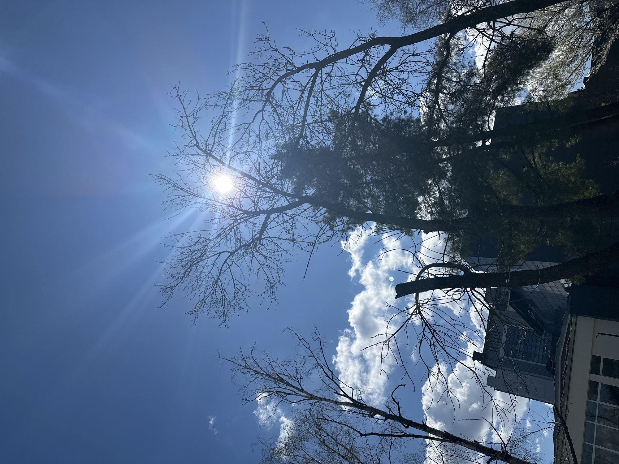 The image is an upward-angled view of a bright, sunny sky in Sofia, Bulgaria. The sun, positioned towards the top left, emits strong rays. Bare tree branches dominate the foreground, partially obscuring the sun and clouds. Patches of puffy white clouds are visible against the blue sky. In the background, a building is partially visible through the trees, indicating an urban or suburban environment. The overall scene suggests a clear, sunny day in a location with trees and architecture.