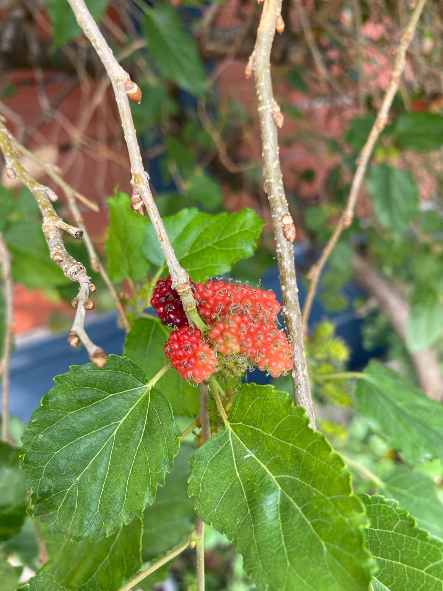 A close-up, eye-level shot captures a cluster of red mulberries ripening on a branch, set against a backdrop of lush green leaves and the blurred background of a reddish-brown brick wall. The mulberries are a mix of vibrant red and lighter pinkish-red hues, with some appearing darker and more mature. Delicate tendrils are visible, extending from the berries and their stems. The branches supporting the fruit are thin and light brown, dotted with small, brown buds. Large, serrated green leaves, with prominent veins, dominate the foreground, some with a slight sheen. The scene appears to be outdoors, likely in a garden or natural setting, with no people present. The lighting suggests it is daytime. Based on the visual elements, this image could be located in a residential garden in the city of Bandung, Indonesia, where mulberry trees are known to grow.