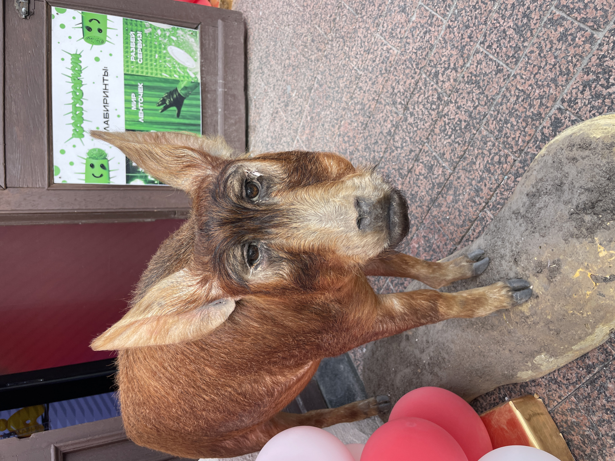 The image depicts a reddish-brown piglet standing near a sidewalk. The piglet has slender legs and a distinctive snout. It is positioned next to a gray, rounded object that appears to be made of concrete or stone, with a reddish-brown brick sidewalk surrounding the base. A cluster of pink, red, and white balloons can be seen near the piglet. The piglet is standing in front of a building with a red wall and a window that showcases an advertisement or informational poster with green hues. The poster mentions "ЛAБИРИНТЫ" and "МИР ЛЕНТОЧЕК", possibly indicating the name of a local attraction or service. Based on these details and the metadata of the image, it is inferred that the location is likely in the city of Saint Petersburg, Russia.