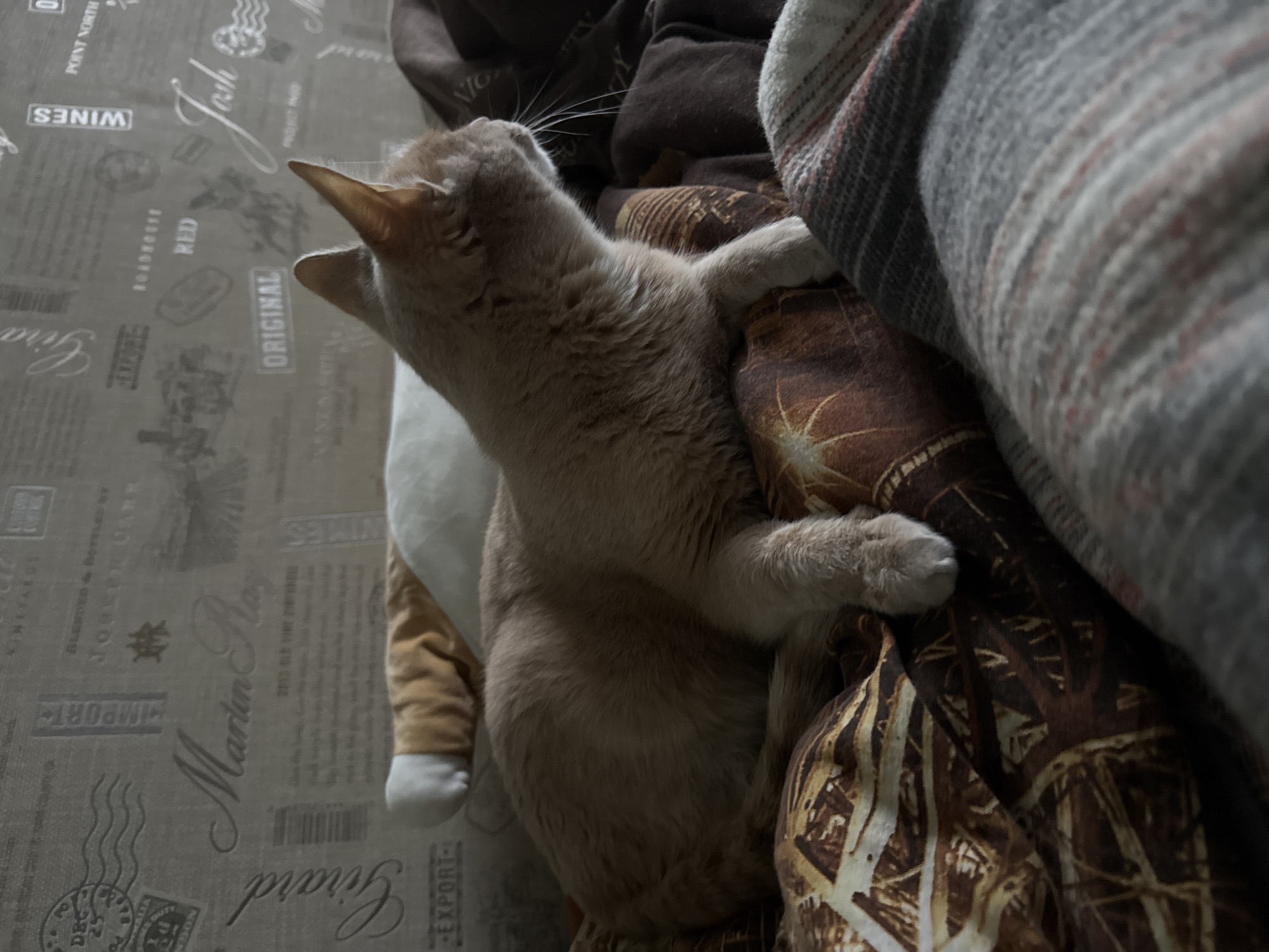 A light-colored cat, possibly cream or fawn, is the central subject of an indoor photograph taken in Chaikovsky, Russia. The cat is stretching upwards, with its head and whiskers pointing towards the upper left, suggesting it is looking at something or waking up. Its front paws rest on a dark brown blanket featuring a camouflage-like pattern of light brown and white shapes, while its body is partially supported by a white object, possibly a pillow or stuffed animal, underneath.
The setting appears to be a cozy domestic environment, likely a bed or sofa, indicated by the various blankets and bedding. To the left, a light grey or beige sheet is visible, patterned with text and graphics resembling vintage wine labels or advertisements. Another blanket, striped in shades of grey, white, and subtle red, is visible on the right, partially obscuring the camouflage blanket. The overall lighting is soft and diffused, characteristic of an indoor space, but does not provide specific cues about the time of day or weather outside. The cat's posture suggests a moment of relaxation, curiosity, or playful stretching.
Visible text on the patterned sheet includes "POINT NORTH," "WINES" (appearing multiple times), "ORIGINAL," "RED," "BOADROSTE," "Joseph Carr," "BLENDED & BOTTLED BY," "VINEYARDS," "Girard," "EXPORT" (multiple instances), "IMPORT" (multiple instances), and what appears to be "Martin Ray." A cursive word identified by OCR as "Jack" visually resembles "Josh." Other smaller texts, numbers like "25," "DBG," and barcodes are also present, reinforcing the theme of vintage labeling.