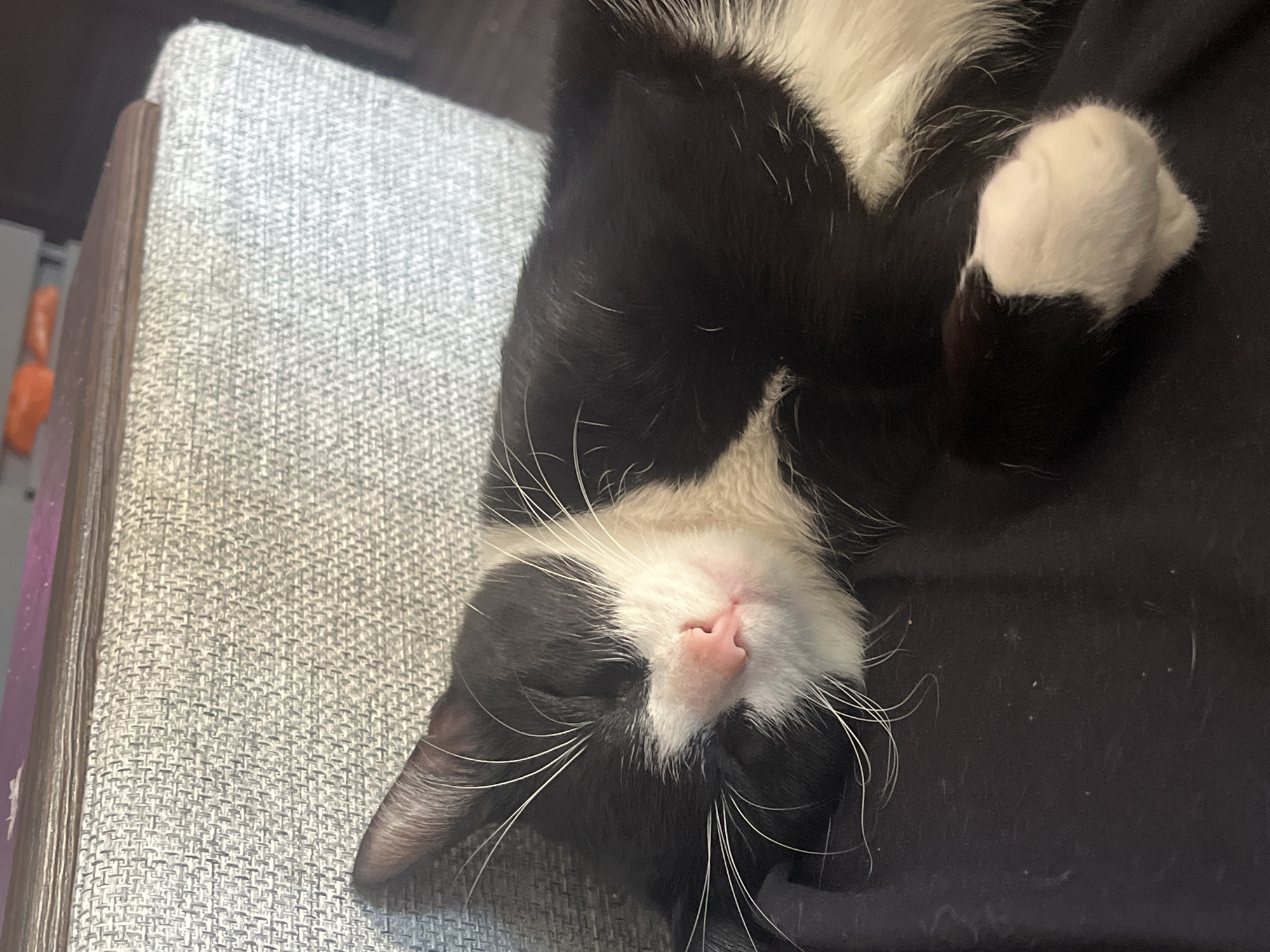 A domestic short-haired cat is depicted resting indoors, positioned on a dark, fabric surface, consistent with clothing or a blanket on a person's lap. The cat is predominantly black with distinct white markings on its muzzle, extending down its chest and belly, and on its front paws. Its eyes are closed, indicating sleep, and a prominent pink nose is visible, framed by numerous long, white whiskers.
To the cat's left, a light grey or beige textured upholstery fabric, likely part of an armchair or sofa, is visible, featuring a distinct woven pattern. This upholstered section is topped by a flat, brown wooden edge. The background beyond the furniture appears dark and out of focus, with a subtle hint of an orange object in the upper right. The lighting is soft and diffused. The scene is consistent with a generic indoor domestic environment, and no specific geographic markers or details are present to determine its location within the city of Unknown, Russia.