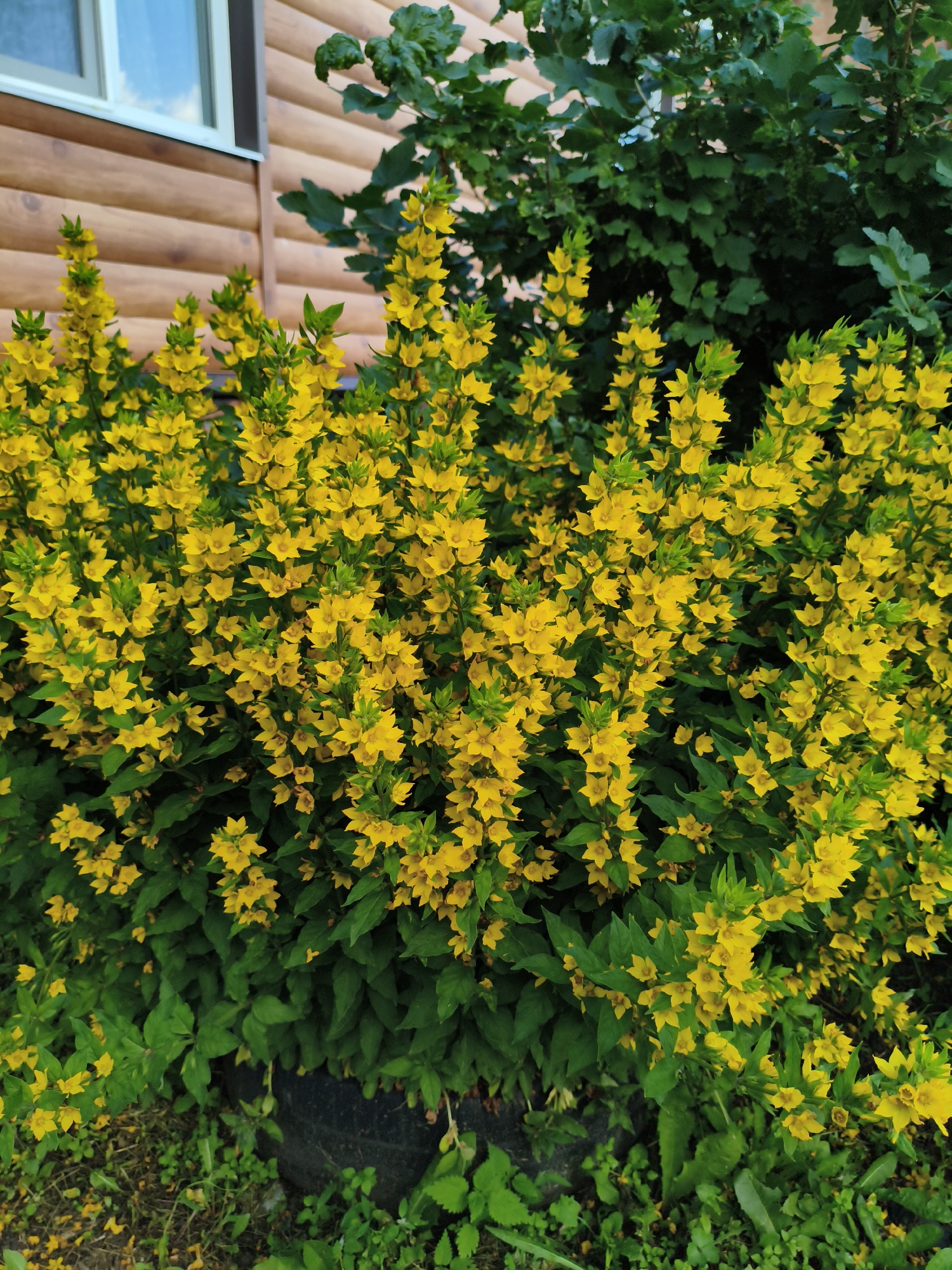 In the village of Munayka, Russia, a dense cluster of bright yellow flowers, identified as Lysimachia punctata (dotted loosestrife), dominates the foreground of this image. The flowers are arranged in tall, upright spikes, with many individual star-shaped blossoms open. Lush green foliage forms a backdrop to the blooms. To the left, a portion of a wooden building, constructed from horizontal planks, is visible, featuring a white-framed window. Behind the flowers, a darker green mass of leaves, possibly from a shrub or tree, adds depth to the scene. The ground at the bottom of the image is covered in a mixture of grass, small green plants, and scattered yellow petals. A dark, circular object, possibly a discarded tire, is partially visible amongst the greenery at the lower center. The overall impression is one of a vibrant, natural display set against a rustic, man-made structure.
