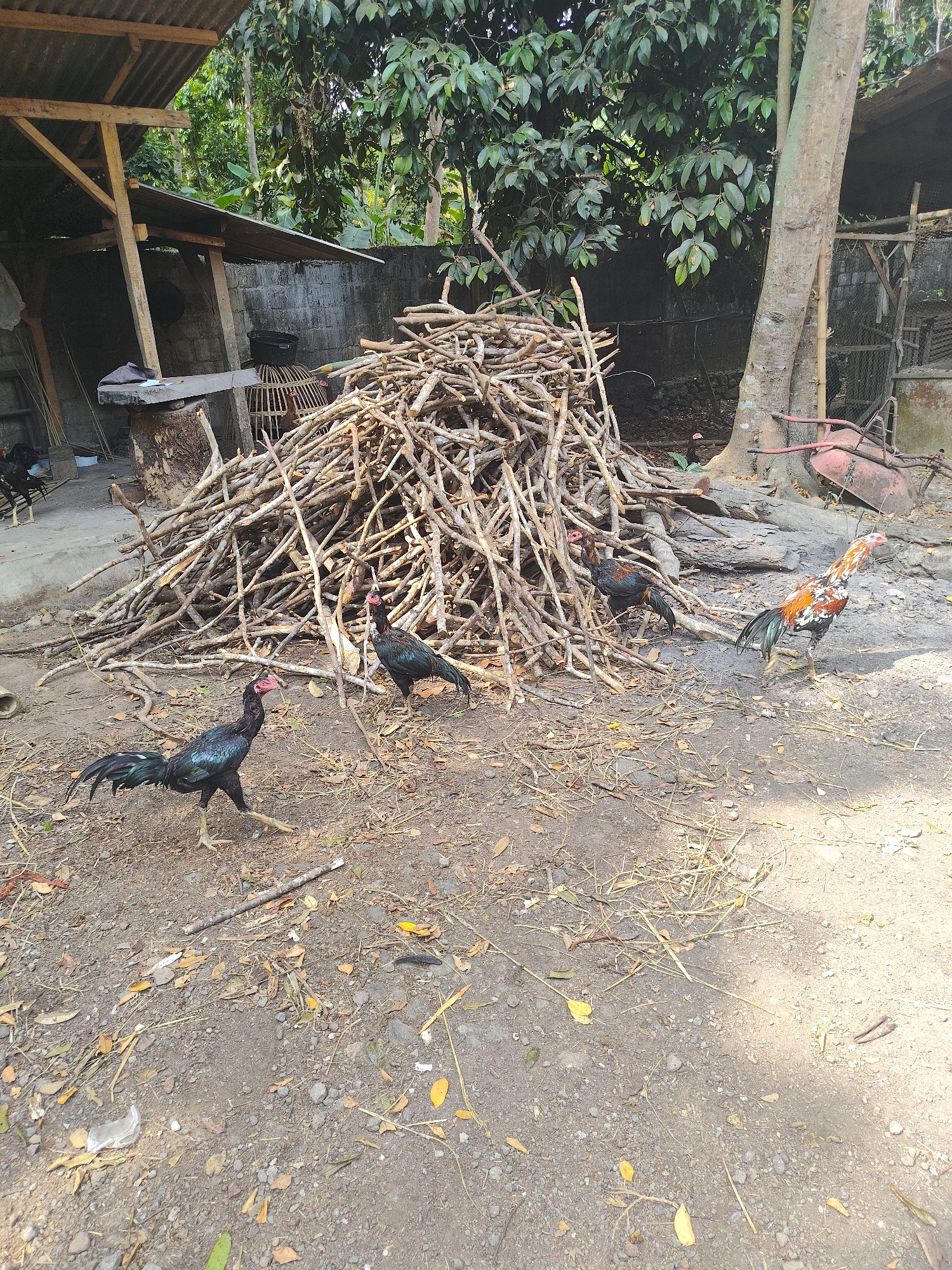 The image depicts an outdoor scene in what appears to be a rural or semi-rural setting. In the foreground, a pile of dry, thin branches and sticks is the dominant feature. Several roosters are present in the vicinity of the woodpile. One rooster, with predominantly black plumage and iridescent green tail feathers, is walking towards the left of the frame. Another rooster, also black with some red and green iridescence, is standing near the woodpile. A third rooster, with a striking pattern of white, orange, and black feathers, is standing to the right of the woodpile, facing right. A fourth rooster, mostly black with reddish-brown markings on its back, is partially obscured by the woodpile.
The environment is characterized by dry, dusty ground covered with fallen leaves and small twigs. Behind the woodpile, a rudimentary structure with a corrugated metal roof supported by wooden beams is visible. A wall constructed of concrete blocks forms part of this structure. Further in the background, lush green foliage from trees suggests a natural, vegetated area. A large tree trunk is prominent to the right of the woodpile. Hints of a wheelbarrow or cart are visible behind the tree. The overall impression is one of a humble, possibly agricultural, yard. The presence of roosters suggests a possible domestic fowl raising operation or a farmstead environment. The specific location in the city of Tasikmalaya, Indonesia, is not visually discernible from the image itself, but the tropical foliage and building styles are consistent with such a location.