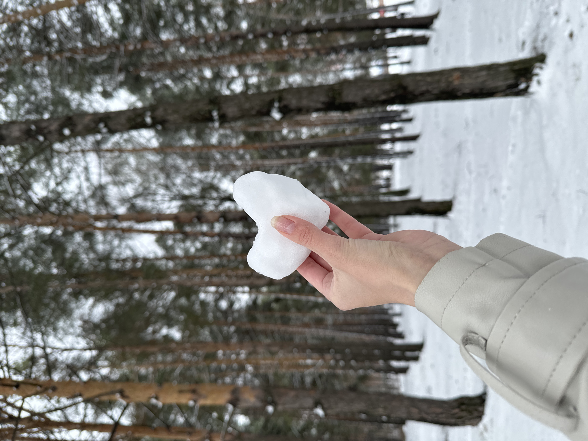 The image shows a person holding a lump of snow in their hand. The person is wearing a light gray jacket. The background consists of a forest of pine trees covered in snow. The scene appears to be taken in an outdoor, snowy environment. The picture was taken in the winter in the city of Chaikovsky, Russia.