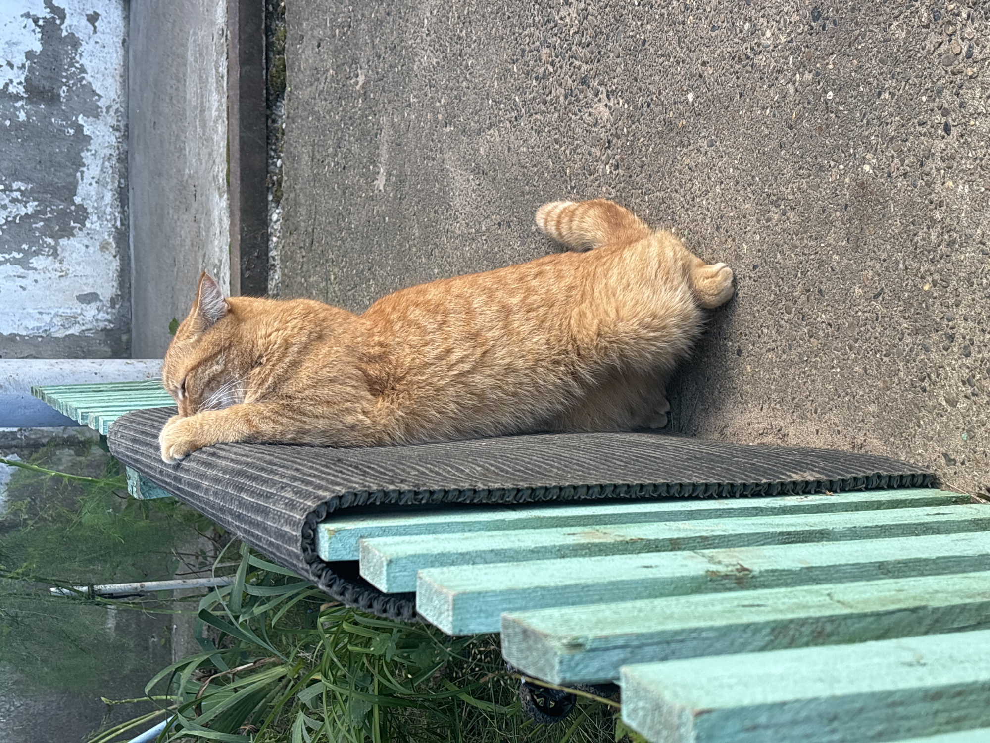 An orange cat is seen from behind, standing on its hind legs and leaning against a black ribbed mat, which is positioned between a pale green wooden fence and a concrete surface. The cat's front paws are extended and gripping the mat. The fence is made of vertical wooden planks. Behind the fence, green vegetation is visible. The background consists of a gray concrete surface with some white and gray patches on a wall. The image appears to be taken outdoors on a sunny day. There are no people or any other animals present. The location is not identifiable as Noviy, Russia.