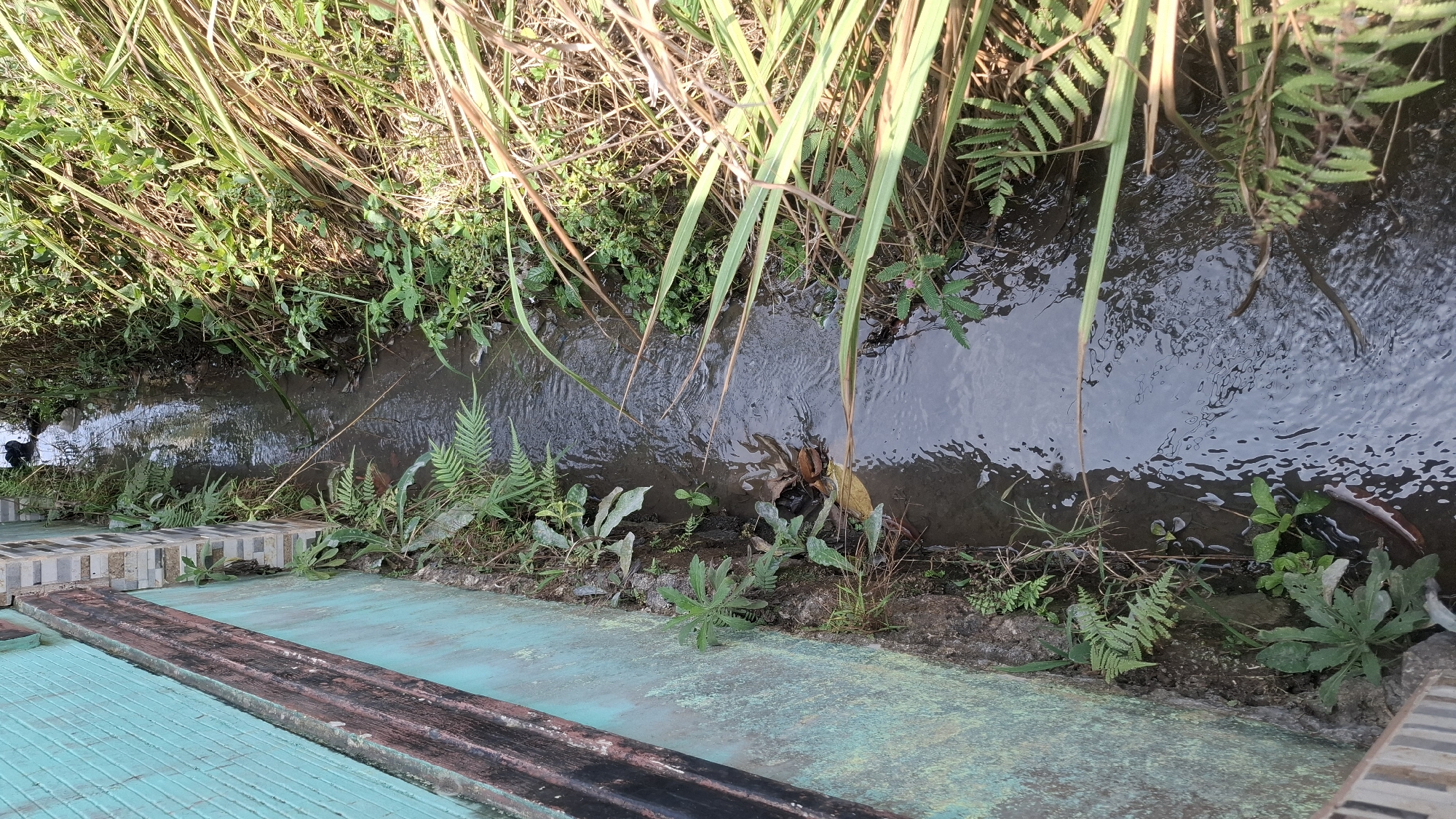 A narrow, shallow drainage ditch runs alongside a turquoise-colored wall with a dark brown trim. The ditch is filled with murky water and surrounded by lush green vegetation, including ferns and tall grasses. The ground on the side of the ditch is dirt and mud. Sunlight casts dappled shadows on the water. The scene appears to be in an outdoor, possibly rural or semi-urban environment. The location is specified as Cibinong Hilir, Indonesia.