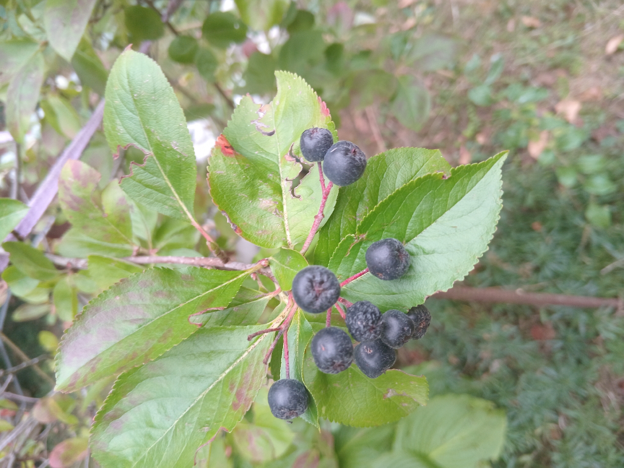 The image shows a close-up of a branch with dark berries and green leaves, likely in an outdoor setting. The berries are small, round, and dark purple or black. The leaves are serrated along the edges and have some reddish-brown spotting. The background is out of focus, showing more greenery and some soil or ground cover. There are no people or animals visible in the image. The scene appears to be a natural environment, possibly a garden or park. The city of Weißenthurm, Germany, is mentioned, suggesting the photo was taken there, though the image itself does not contain any specific landmarks or indicators of its exact location within the city.