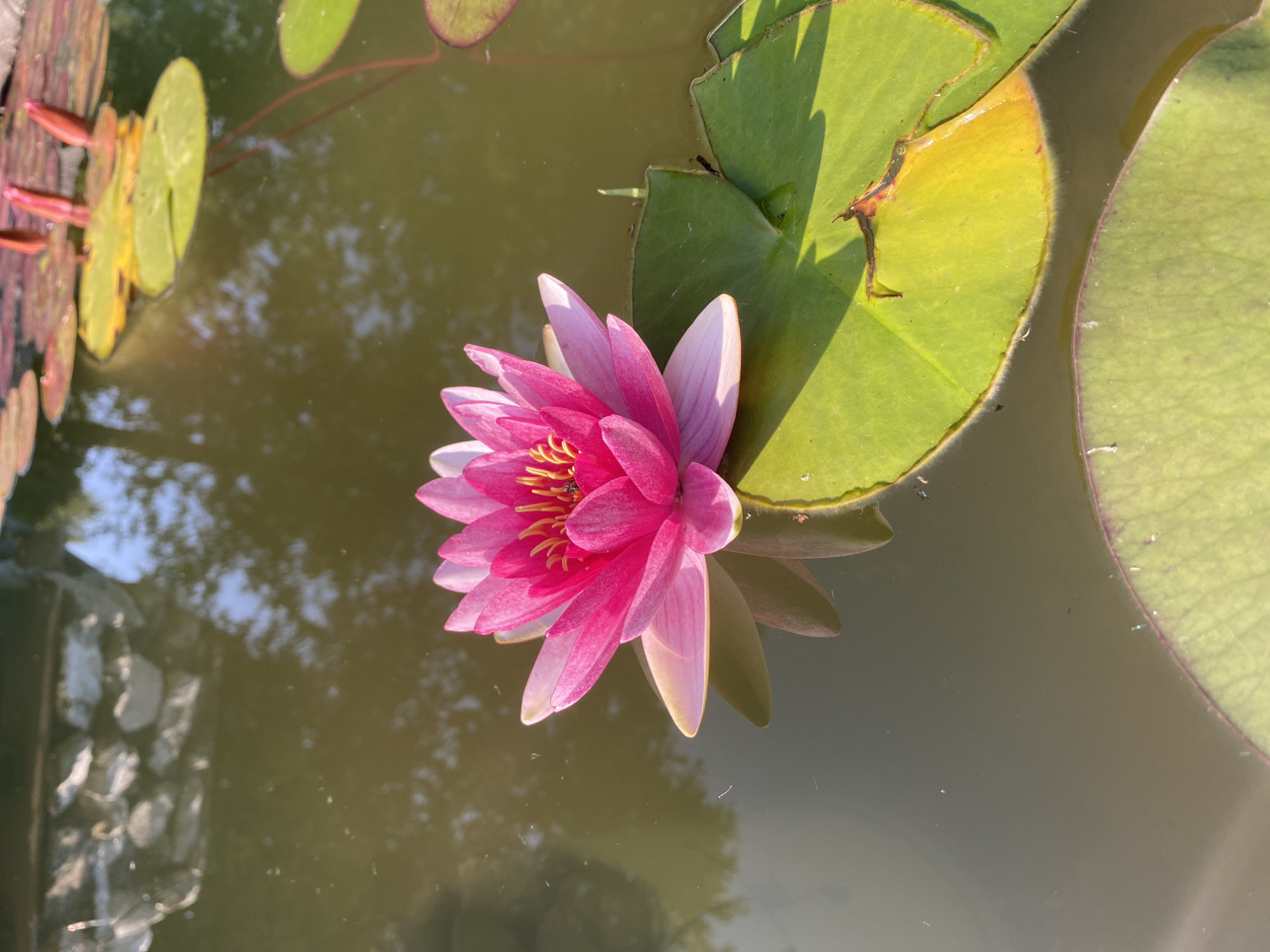 A bright pink water lily with yellow stamens floats on the surface of a pond. Its petals are open, revealing the delicate center. Beneath the flower, a large green lily pad supports its weight, its surface catching the sunlight. Other lily pads, some bare and some with developing red buds, are scattered across the murky water. The reflections of trees and the sky shimmer on the water's surface, creating a dappled effect. The edge of the pond, lined with stones, is visible in the upper left corner. The scene appears to be a tranquil pond in Sergey-Pole, Russia, on a sunny day.