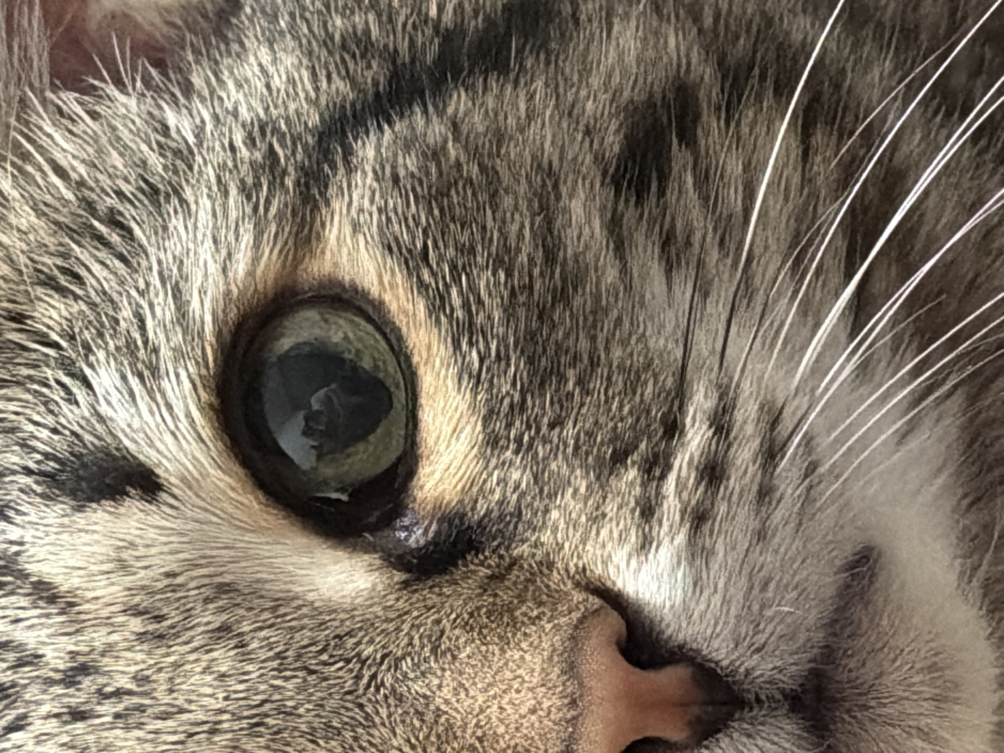 The image is a close-up shot of a tabby cat's face. The cat has striped fur in shades of gray and brown. The left eye is prominently featured, with a dark pupil and a reflection visible in the eye. The cat's pink nose is partially visible. Several whiskers are also seen on the right side of the frame. There is no information to suggest it is from Izhevsk, Russia.