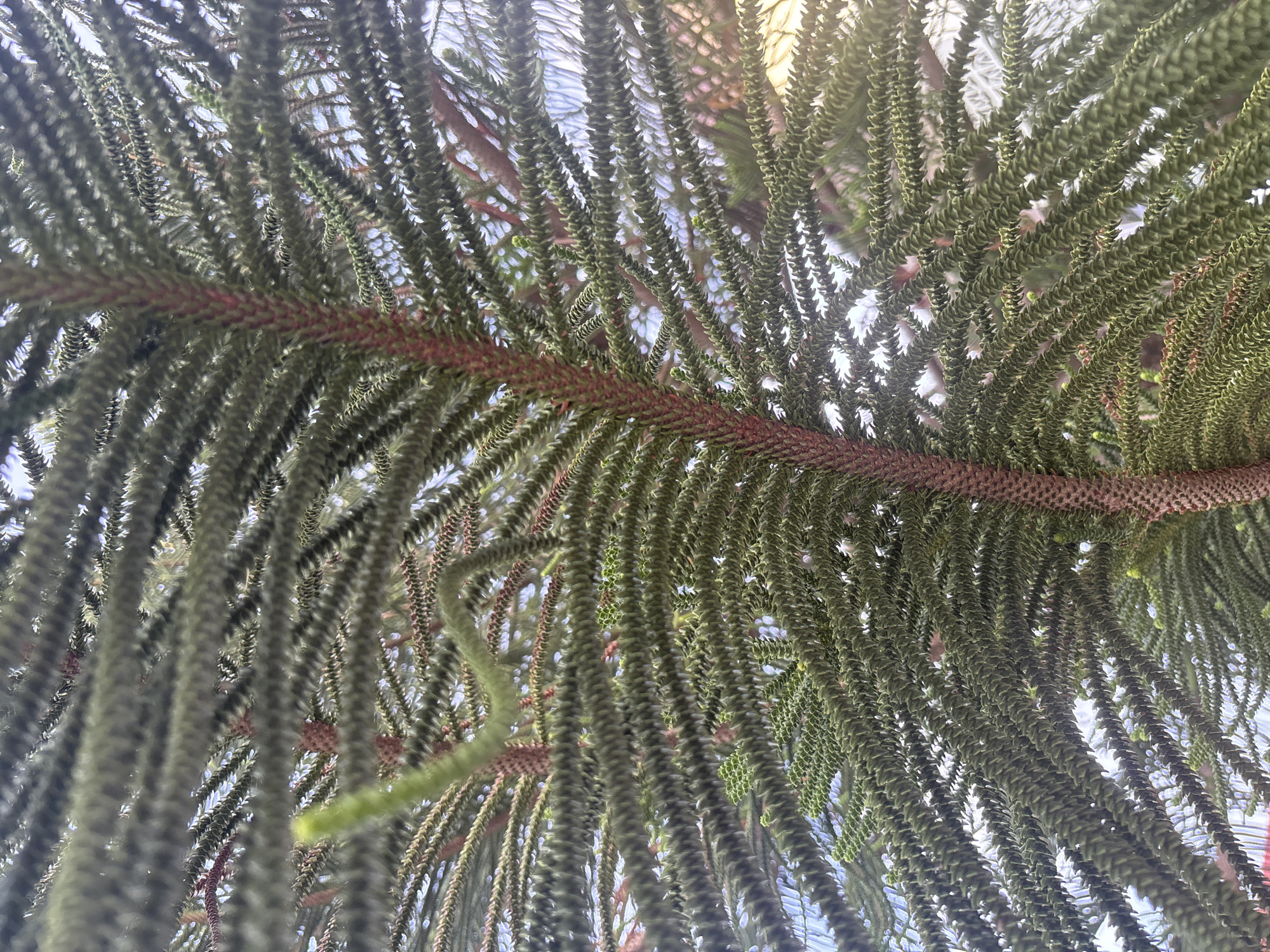 An extreme close-up shot of the dense, green foliage of a tree, likely a pine or fir, is captured from a low-angle perspective looking upwards. The branches are covered in needle-like leaves that are arranged in a pattern, creating a textured appearance. A reddish-brown central stem is visible, with smaller, lighter green branches extending outwards. The background is blurred, showing patches of bright sky and hints of other greenery, suggesting an outdoor setting. The lighting is bright, with some sun glare visible on the right side of the image, indicating it was taken on a sunny day. The image does not contain any people or specific landmarks that would allow for precise identification of its location within Lhokseumawe, Indonesia.