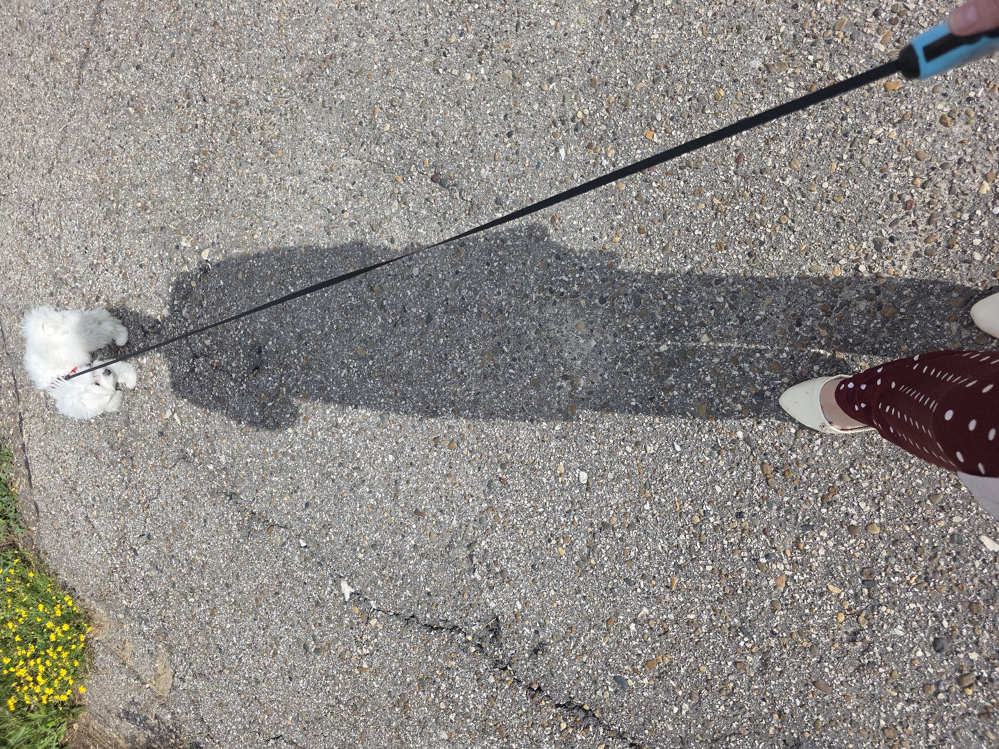 The image shows a person's legs and a shadow on an asphalt surface, with a small white dog on a leash walking ahead. The dog is white and fluffy, and is wearing a red collar. The person's legs are wearing dark red pants with white polka dots and white shoes. The asphalt surface is cracked in some areas and has small pebbles embedded in it. To the left of the asphalt, there is a patch of green grass with yellow flowers. The scene appears to be outdoors, possibly a sidewalk or a path in a park. The lighting suggests it is daytime. The image does not provide any specific details to determine the location within the city of Novocheboksarsk, Russia.