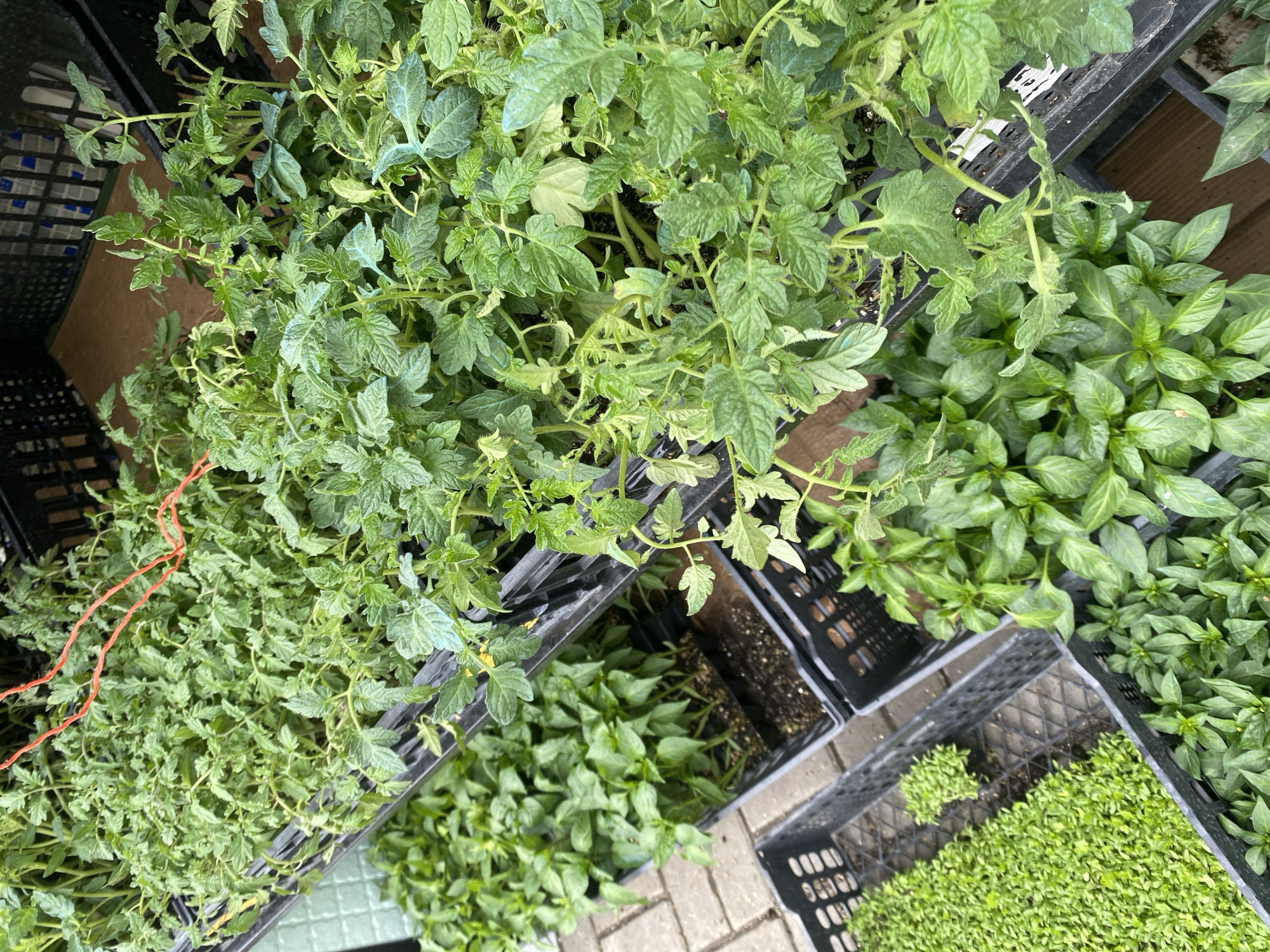 The image displays an overhead view of various young plant seedlings in black plastic crates, likely at a nursery or garden center in Alanya, Turkey. The scene is filled with lush green foliage, suggesting healthy growth.
Dominating the upper and left sections of the frame are numerous tomato plants, identifiable by their distinct, somewhat lobed and slightly hairy leaves. These plants appear to be robust and ready for transplanting. Towards the right side and lower sections, there are trays filled with bell pepper or similar pepper seedlings, characterized by their smaller, smoother, and more oval-shaped leaves. In the bottom right corner, a dense mat of very young, small green sprouts, possibly microgreens or early stage seedlings, fills another black crate.
All plants are contained within black plastic trays or crates, some of which are stacked or arranged closely together on what appears to be paved or tiled ground. A single thin orange string is visible among the tomato plants in one of the crates on the left. The lighting is natural and even, suggesting either an outdoor setting on an overcast day or a well-lit greenhouse. No specific activity is depicted, but the arrangement of plants implies they are being cultivated for sale or future planting. There is no visible text in the image.