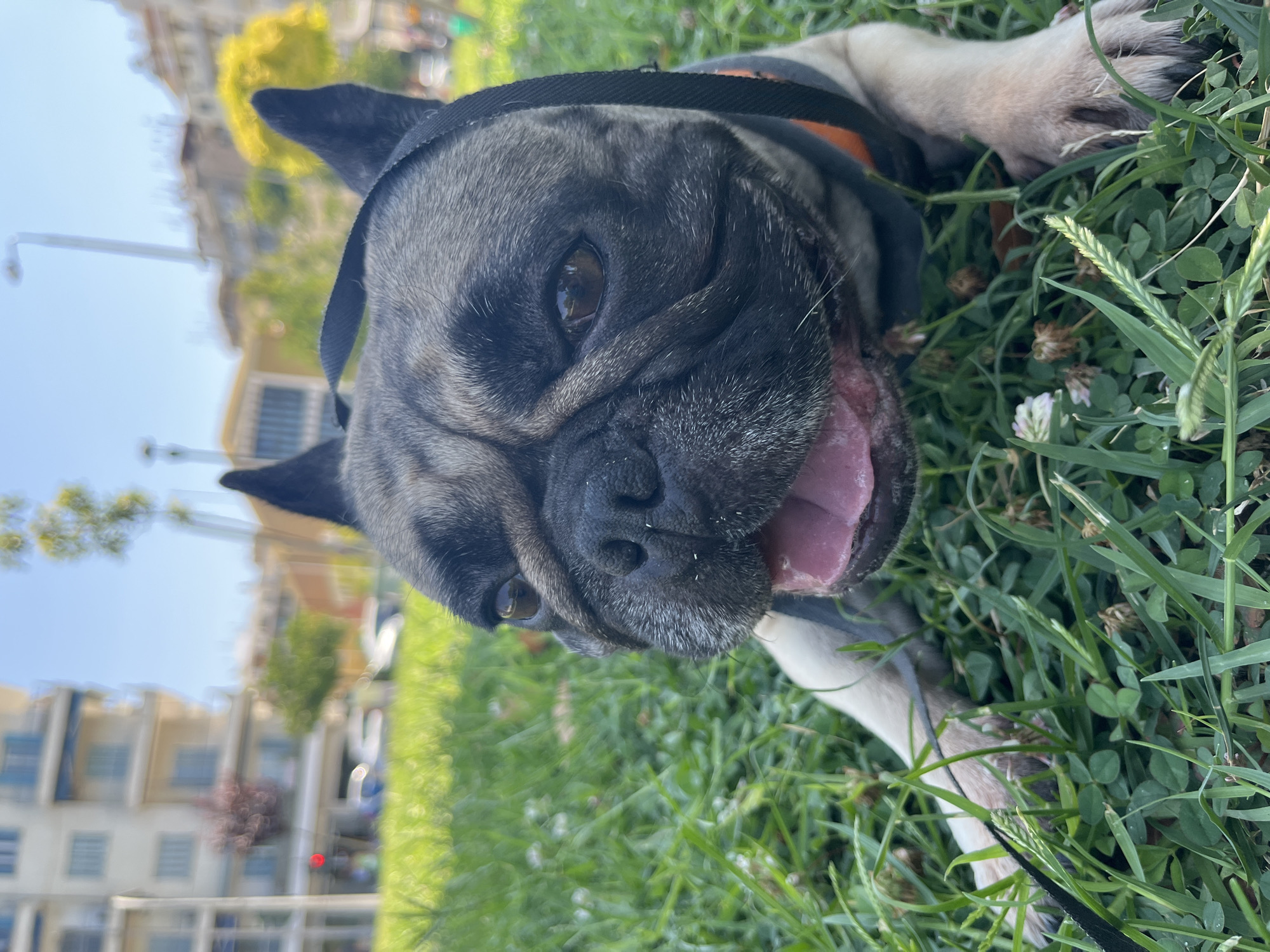 A French bulldog is lying in the grass in front of blurred buildings under a clear blue sky. The dog's face is in focus, with its mouth open and tongue visible. It is wearing a dark harness with an orange trim. The background shows apartment buildings, trees, and a street with a traffic light and cars. The scene appears to be in an urban park or a street with green spaces in Thessaloniki Municipal Unit, Greece.