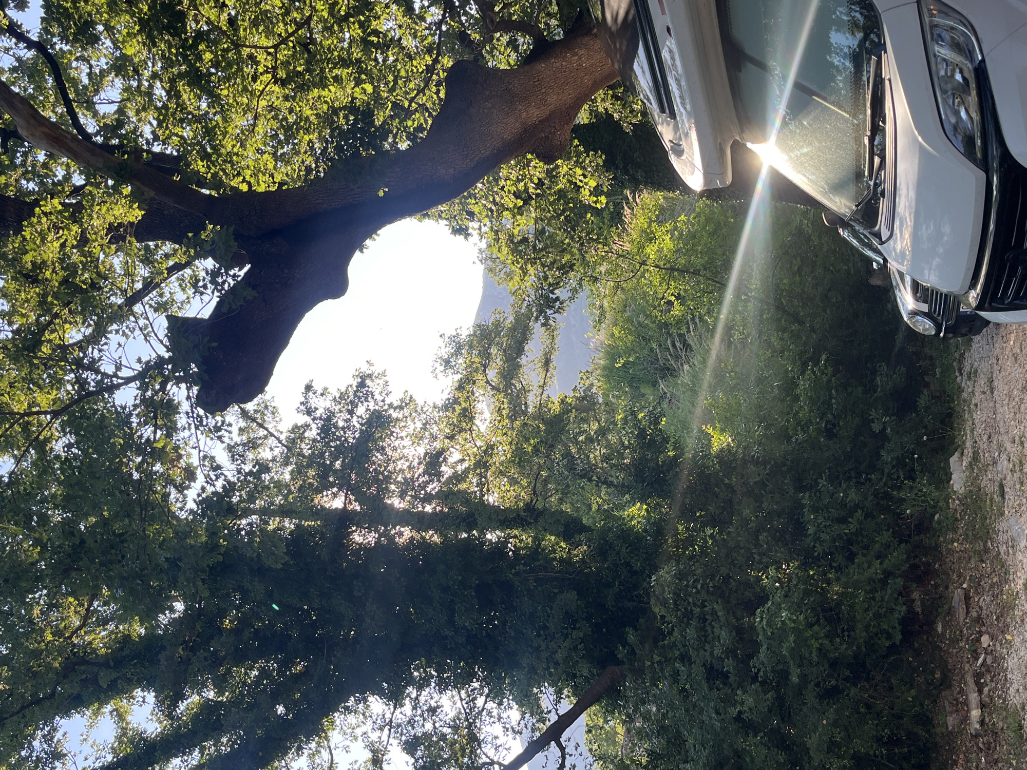 The image presents an outdoor scene in Boreti, Montenegro. A large tree dominates the left side of the frame, its branches extending across the top of the image. Through the tree branches, sunlight illuminates a distant mountain. A white vehicle is partially visible on the right side of the image, positioned on a gravel or dirt surface. The environment consists predominantly of dense green foliage, possibly including other trees and bushes.