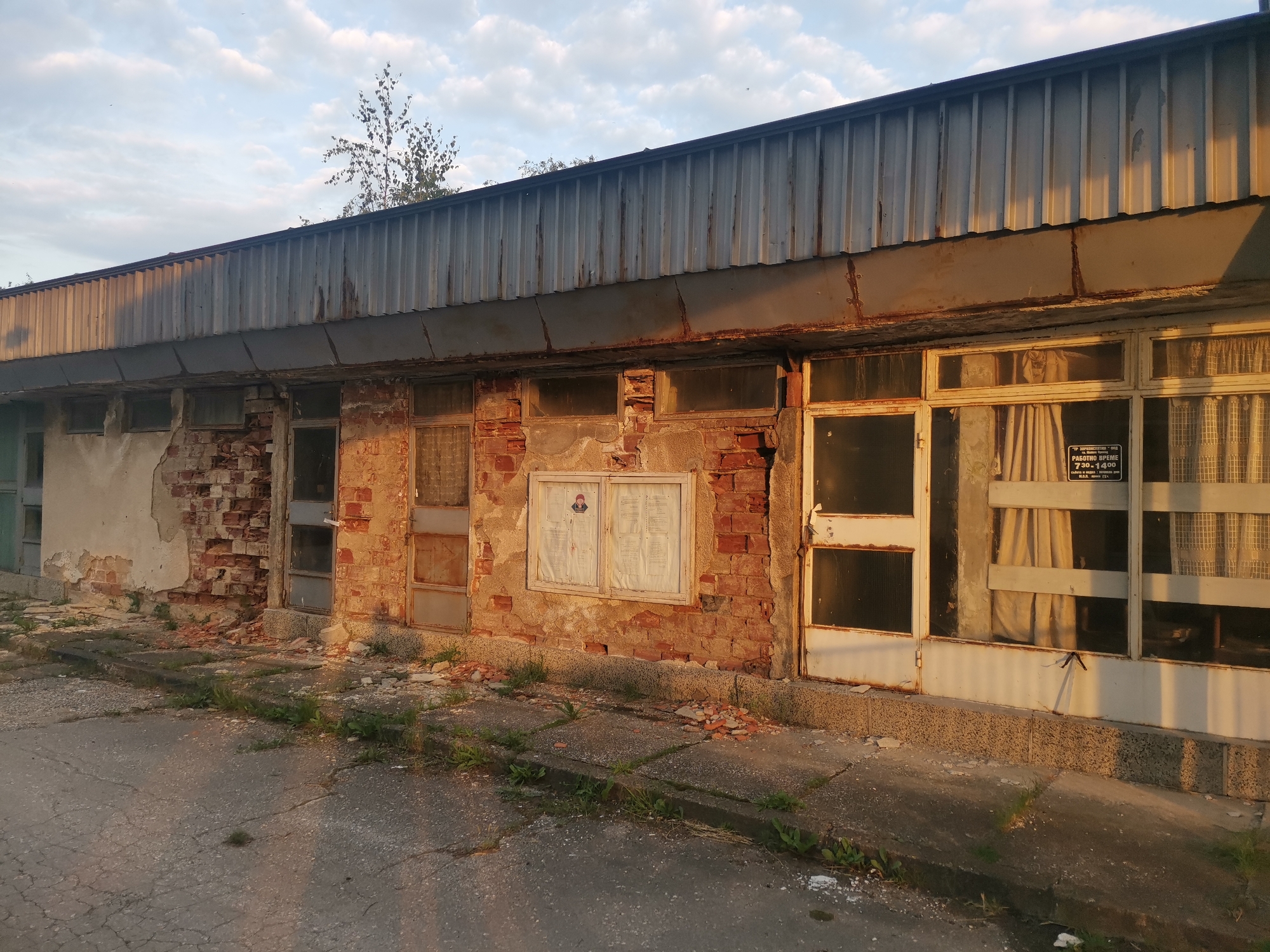 This image depicts the exterior of a single-story, dilapidated commercial or public building in Zhivkovo, Bulgaria, under warm, directional sunlight, indicative of early morning or late afternoon. The building features a corrugated metal roof exhibiting rust streaks and wear. Below the roofline, the facade is a blend of exposed red brick and crumbling, peeling stucco.
From left to right, the building's lower section shows:
* A partially visible, light-colored door or window frame on the far left.
* A section of severely damaged wall with extensive exposed brickwork and scattered debris at its base.
* Two small, dark-paned windows above a section of crumbling brick.
* A central, white-framed display board mounted on the exposed brick, containing two faded white sheets of paper with illegible text. A small portrait of a man is visible on the left sheet.
* A further section of exposed brick and crumbling wall.
* Two dark-paned windows, one with a vertical frame division.
* A series of three large, white-framed windows on the far right. The left-most of these windows contains an opaque curtain, while the right-most two have sheer, patterned curtains.
* A black rectangular sign with white Cyrillic text is affixed to the right-most window, partially readable as "РАБОТНО ВРЕМЕ" (Working Hours) and "7.30 - 17.00".
The ground in the foreground is a cracked asphalt or concrete surface, with patches of weeds growing through the fissures and along the building's foundation. Small pieces of brick and plaster debris are scattered on the ground directly in front of the building. Above the building, sparse tree branches are visible against a sky with scattered white clouds. No people are present in the scene.
