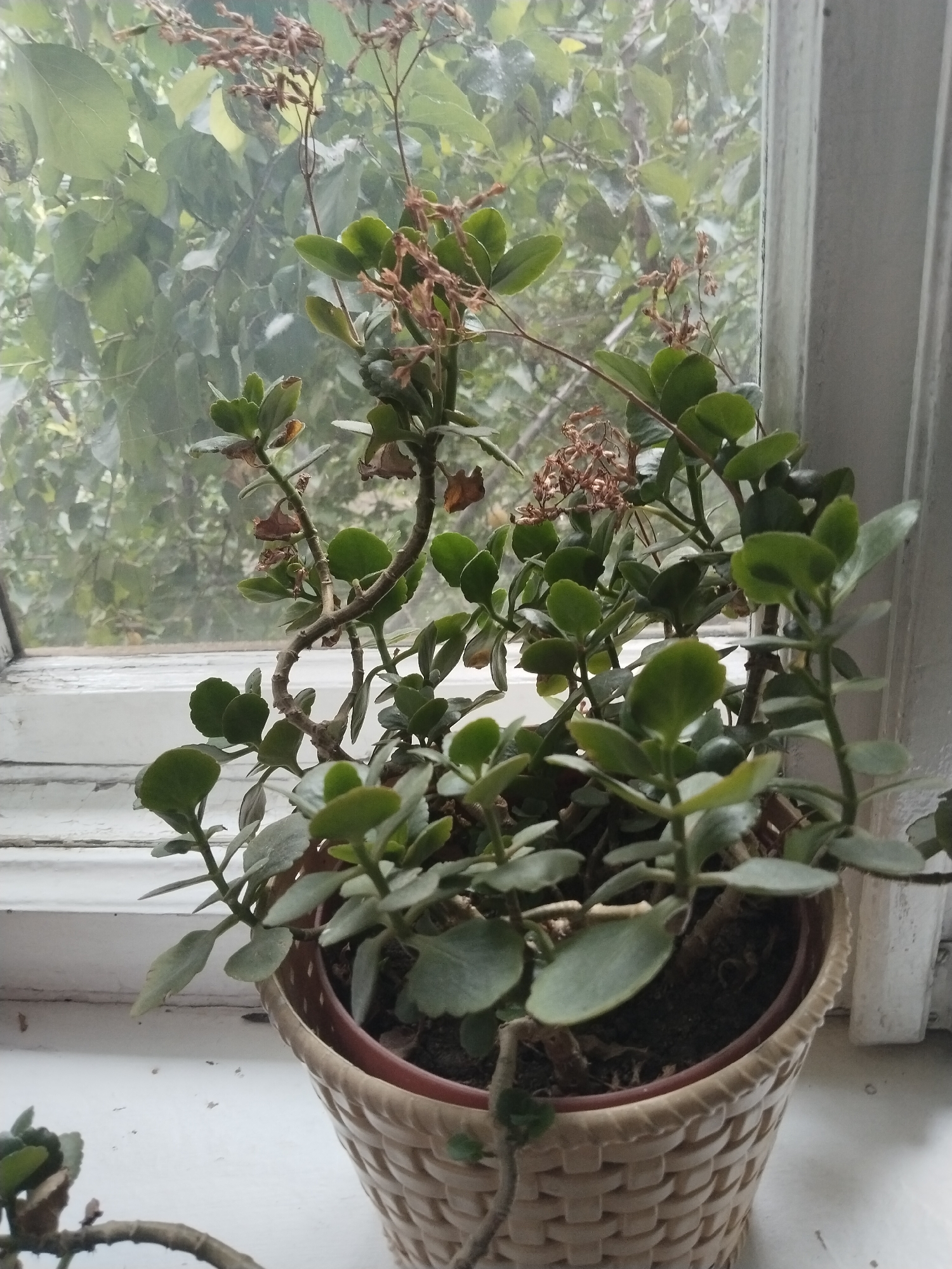 A potted plant sits on a windowsill. The plant is green with some dried brown flowers at the top. The pot is a woven basket-like material over a plastic insert. Behind the plant, a window shows a blurry view of green foliage. The windowsill itself is white and appears worn. A portion of another, smaller potted plant is visible to the left. The overall scene suggests an indoor setting with a view of the outdoors.