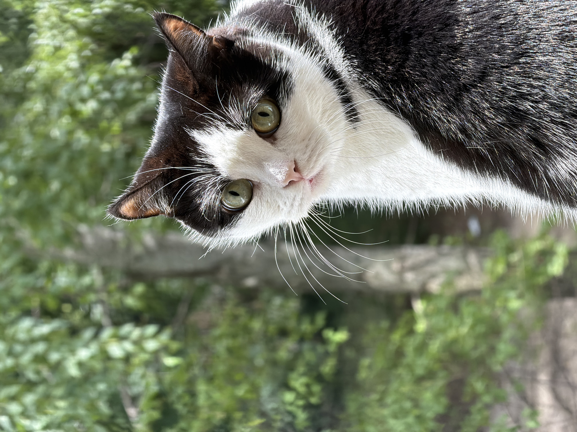 A close-up, slightly tilted, eye-level shot captures the head and upper torso of a black and white cat. The cat is looking directly at the camera with striking green eyes. Its fur is predominantly black with white markings on its face and chest. Long, white whiskers fan out from its nose. The background is a softly blurred natural scene with lush green foliage, suggesting an outdoor setting. The lighting indicates it is daytime, likely with bright sunlight casting subtle shadows on the cat's fur. The cat appears alert and curious. The image does not contain any visible text. The implied location is Ulyanovsk, Russia.