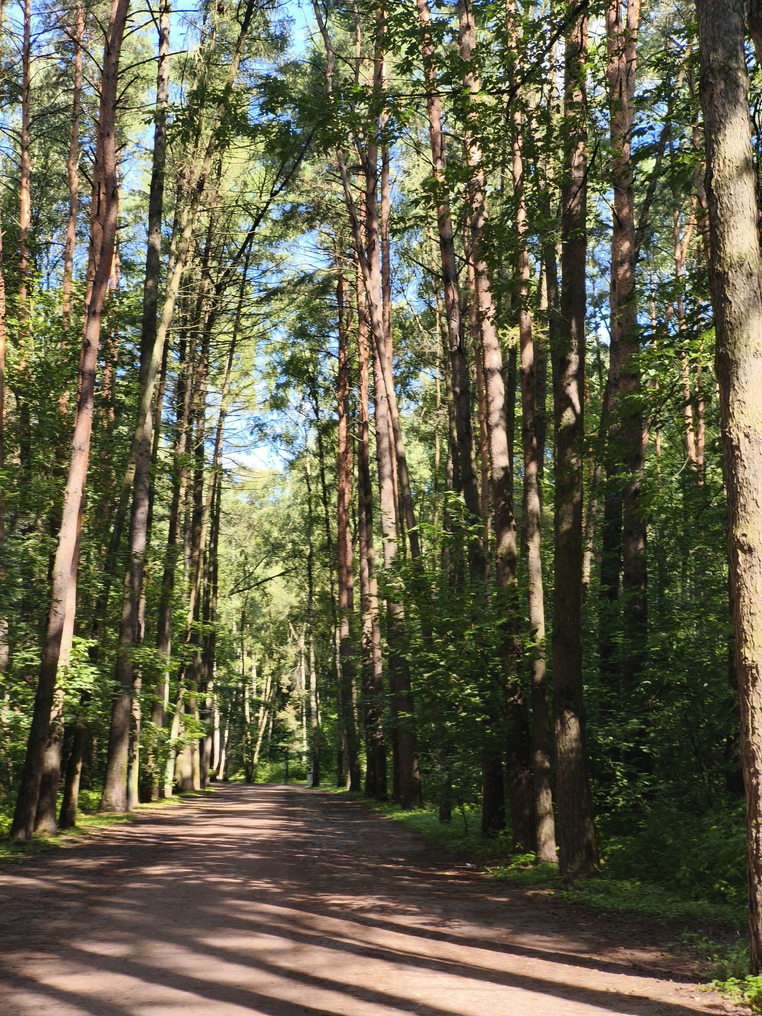 The image depicts a dirt path lined with tall pine trees in a forest setting. The path is illuminated by dappled sunlight filtering through the dense canopy, casting long shadows across the ground. The trees are densely packed, creating a sense of depth and enclosure. The undergrowth is lush and green, with some sunlight reaching the forest floor in patches. The sky is visible in the upper portion of the image, appearing a clear blue. No people or animals are visible in the scene. This path is located in the Losiny Ostrov National Park in Moscow, Russia, a protected area known for its forests and wildlife.