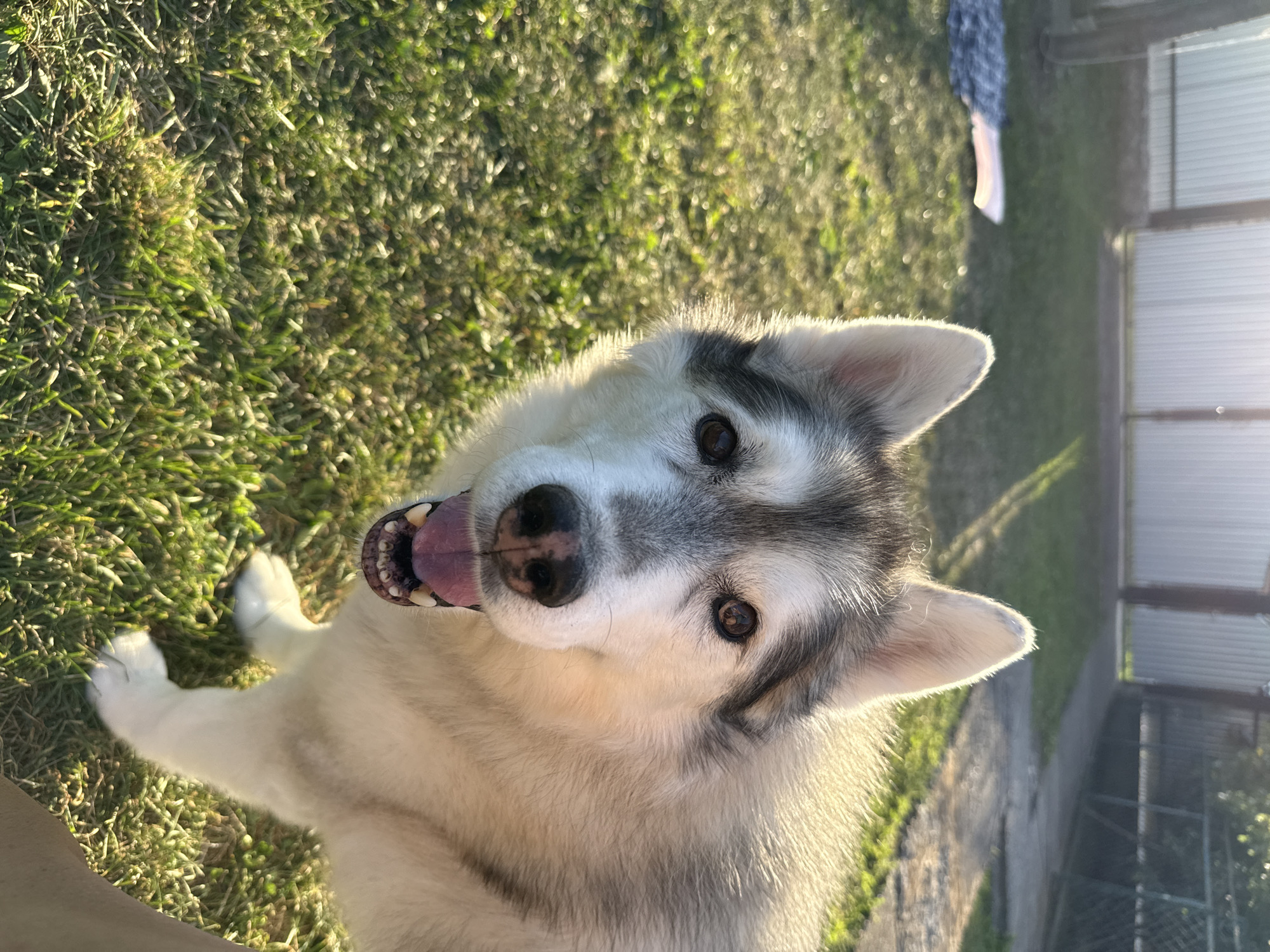 A husky dog is in the foreground of the image, looking at the camera with its mouth open and tongue hanging out. The dog is light gray and white, with distinctive black markings around its eyes. It is standing on a patch of green grass. In the background, there is a white fence and some trees. The sun is setting, casting long shadows across the grass. The overall scene is a backyard or park area.