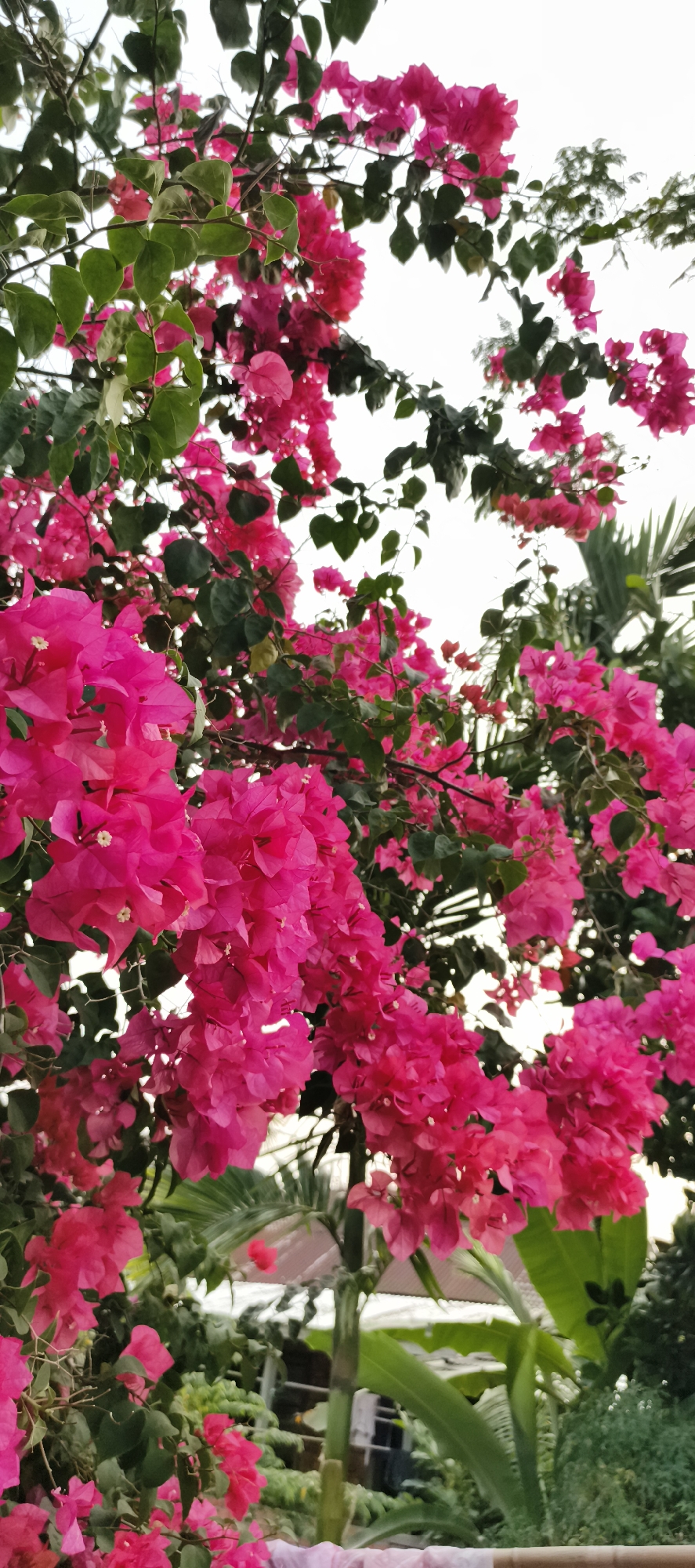 The image depicts a vibrant display of pink bougainvillea flowers in full bloom, with lush green leaves and branches framing the scene. The flowers are densely clustered, creating a rich texture and a sense of abundance. In the background, out-of-focus elements suggest a tropical environment, with glimpses of palm fronds and what appear to be parts of buildings, possibly a rooftop and a wooden structure. The lighting indicates it might be daytime, with the sky appearing bright and overcast. While the specific location in Baru, Indonesia, cannot be pinpointed from the visual information alone, the presence of tropical flora suggests a warm, humid climate typical of the region. There are no people or discernible actions within the frame.