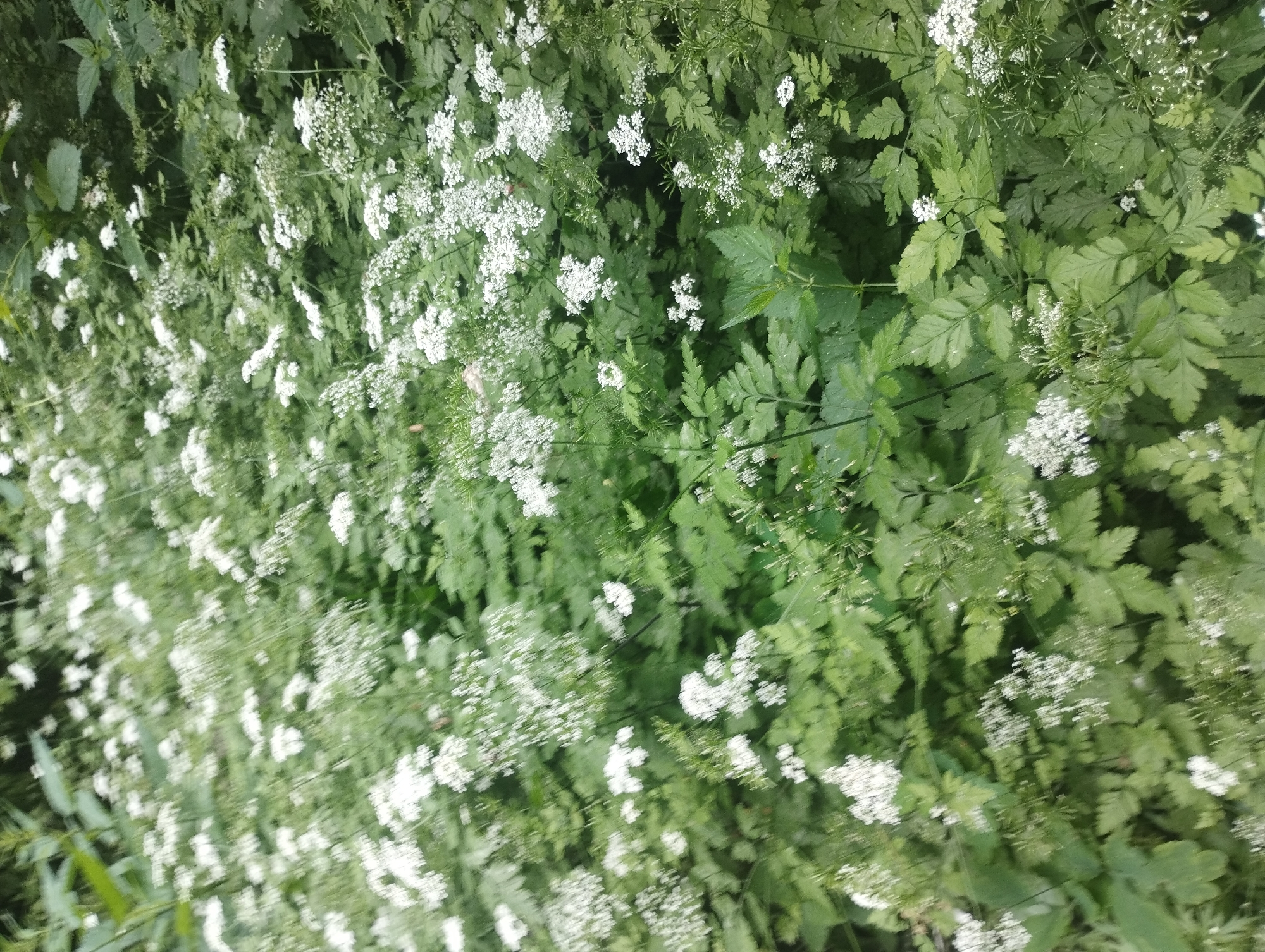 A dense, slightly blurred shot of wild white flowers and green foliage fills the frame, suggesting a natural, untamed environment. The scene is likely outdoors, potentially in a wooded area or a meadow, given the abundance of plant life. The lighting appears to be natural daylight, casting soft shadows. The image does not contain any people or discernible man-made objects, focusing entirely on the flora. Without specific landmarks or architectural elements, pinpointing the exact location within Kremeanoye, Russia is not possible from the visual information alone.
