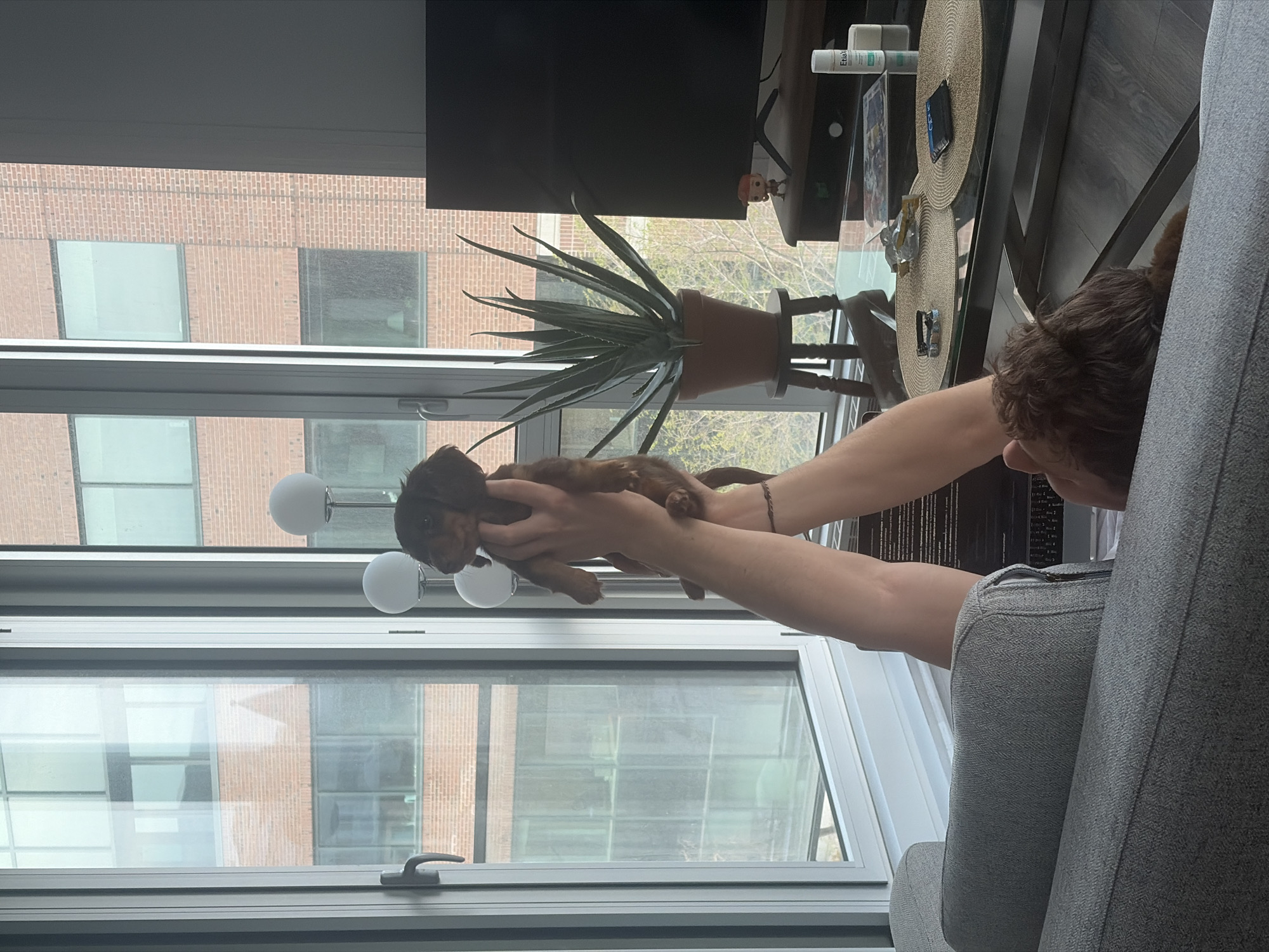 Here's a forensic description of the image:
A person is holding a small brown puppy up towards a window. The window has a silver frame and multiple panes, revealing a brick building across the street. The person's face is partially visible, obscured by the dog. The person is wearing a bracelet on one wrist.
Behind the person, there is a grey upholstered armchair. A dark-colored television is visible above the window, sitting on a wooden stand. On a glass-topped coffee table in front of the TV, there's a potted plant and other objects, including containers of lotions/creams and coasters. The floor is a dark shade of wood.
The building visible through the window appears to have multiple floors and uniform rows of windows.
I cannot confirm the location of the photo is Montreal, Canada.