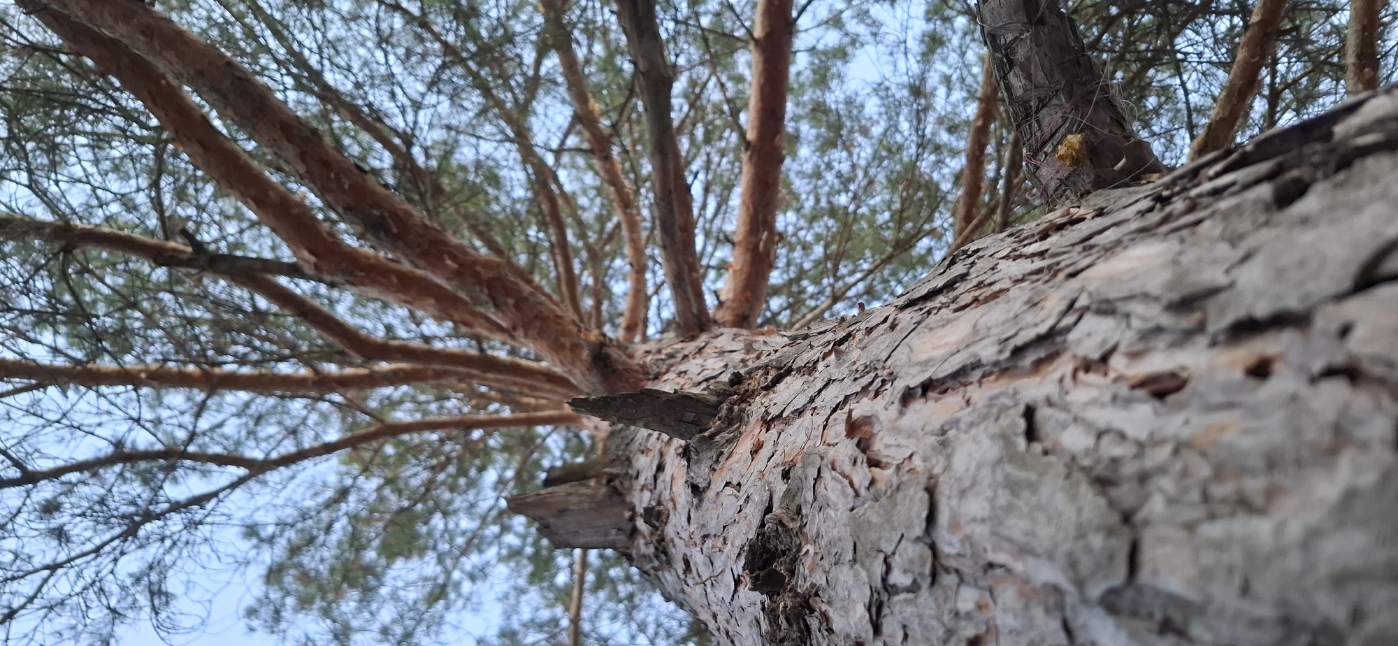 A low-angle shot focuses on the trunk and branches of a pine tree, positioned in Chaikovsky, Russia. The tree's rough, textured bark dominates the foreground. A few broken branch stubs jut out from the trunk. Upward, the brown branches radiate outward, adorned with clusters of green needles against a pale blue sky. A piece of trash is stuck in the upper section of the tree trunk.