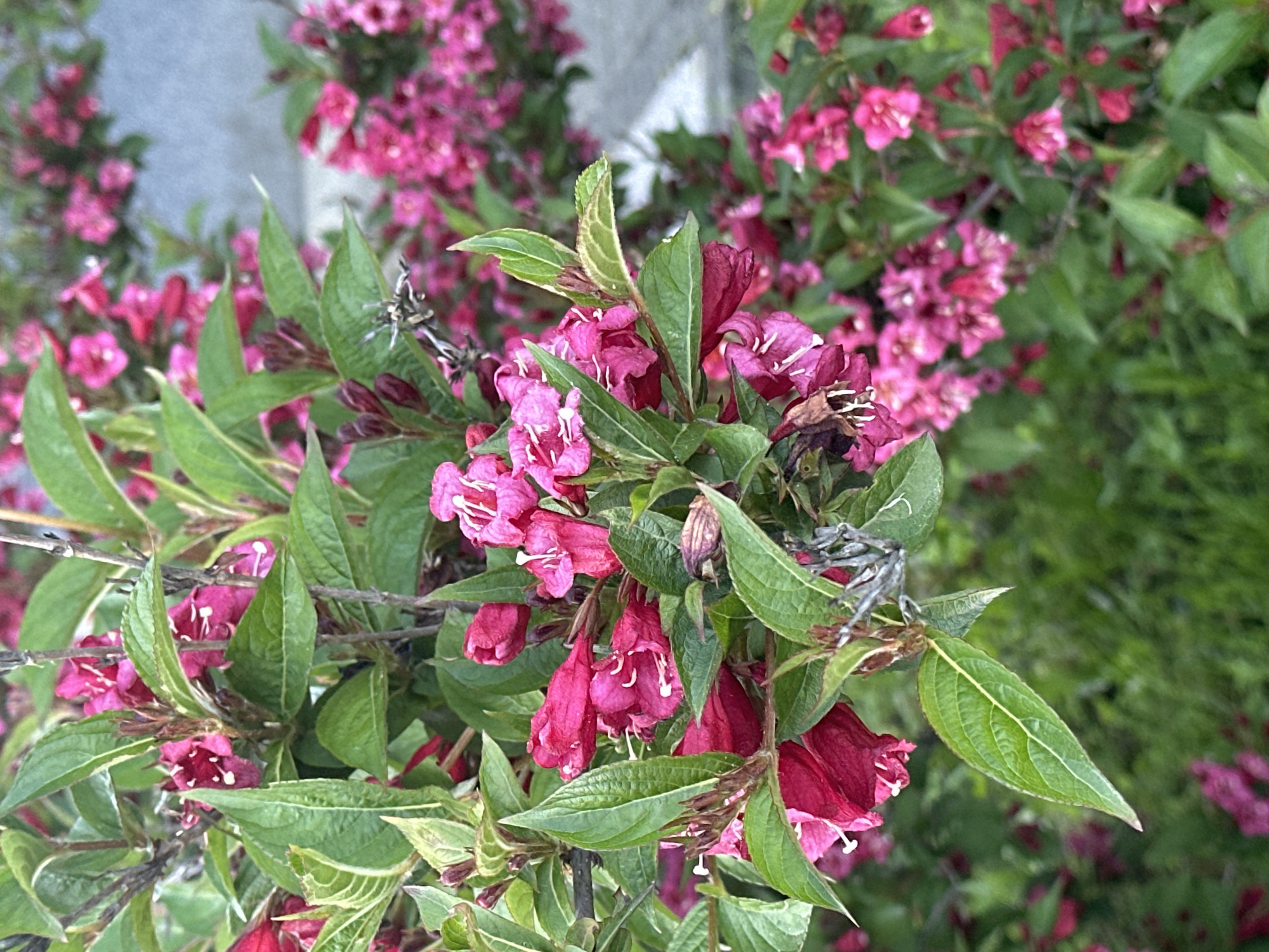 A vibrant close-up photograph captures a section of a flowering shrub, likely a Weigela, in full bloom. The primary subjects are numerous bell-shaped or tubular flowers, displaying shades of bright pink and magenta. Many of the blossoms are fully open, revealing delicate white markings or stamens within, while others appear as buds or are starting to fade. The flowers are densely clustered amongst lush, bright green leaves, which are oval to lanceolate in shape with visible vein patterns. Thin, darker stems and branches intertwine with the foliage.
The background is softly out of focus, showcasing more pink flowers and green leaves, indicating a larger plant or a garden setting. A faint, light gray, textured surface is visible in the blurred upper-left background, possibly a wall or building. The lighting is natural and bright, suggesting it is daytime, likely during mild weather. There are no people, visible text, or specific architectural landmarks in the frame, but the scene evokes the natural beauty of a blooming garden or park. This floral display is set in an outdoor environment, consistent with locations found in the City of Zagreb, Croatia.