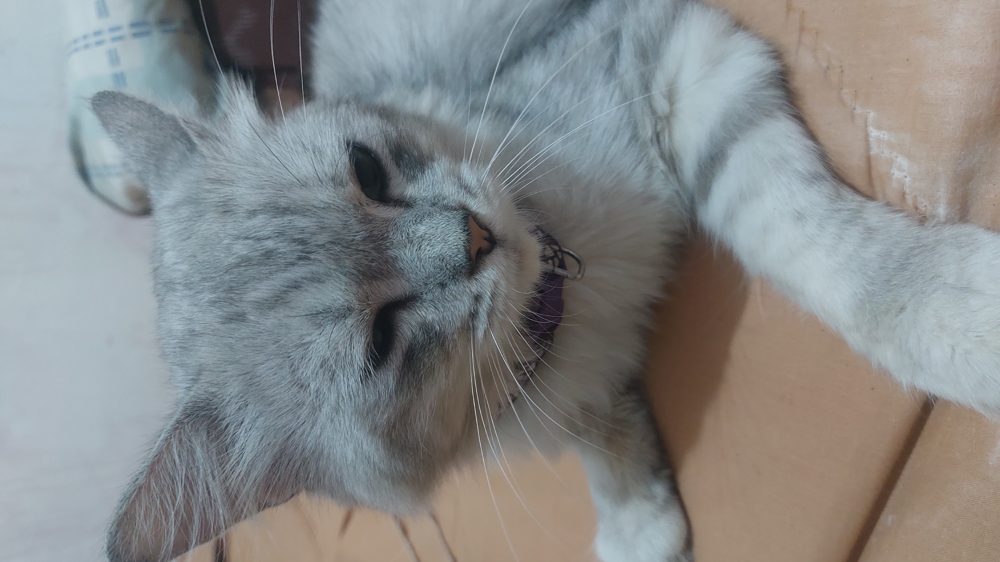 A close-up, head-on shot shows a silver-grey cat with long fur lying down and looking forward with its eyes partially closed. The cat is wearing a purple collar with a silver tag. The background is a light-colored wall with some patterned fabric visible on the right. The cat is positioned on a brown surface. The scene is indoors.