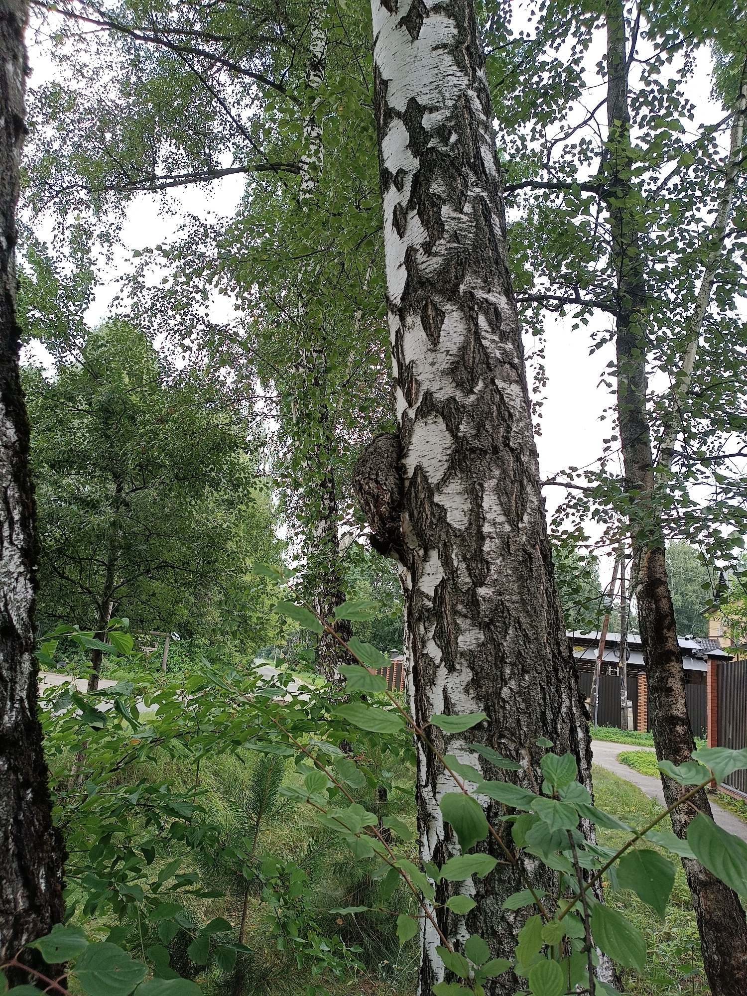 The image depicts a natural scene with several trees and foliage in what appears to be a residential area. In the foreground, a prominent birch tree with its distinctive white and black bark stands to the left of the frame. To its right, another tree, possibly another birch, is partially visible. Dense green foliage and smaller plants are scattered throughout the lower and mid-sections of the image. In the background, a curved pathway is visible, bordered by a fence and some buildings. The overall impression is of an outdoor setting, likely a backyard or a park area within a settlement. Based on the context provided, this scene is located in the city of Bykovo, Russia.