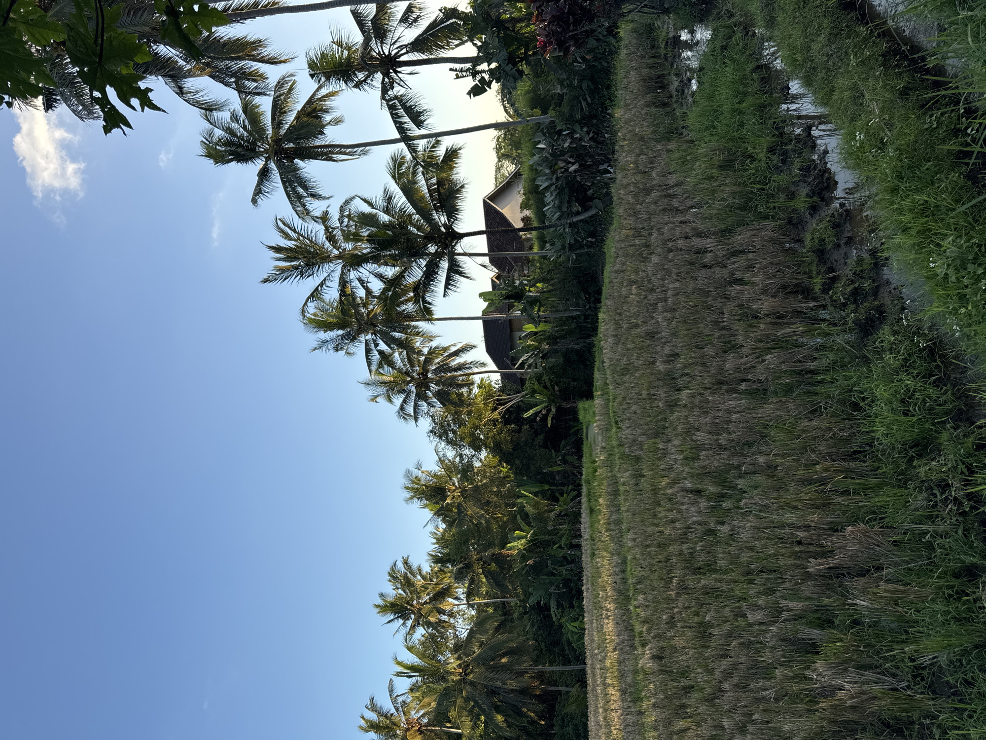 The image captures a serene rural landscape in Ubud District, Indonesia, under a clear blue sky. In the foreground, a harvested rice field displays a dense growth of stubble, with patches of green grass along its edges and a small, muddy water channel to the right. Beyond the field, a dense line of tropical vegetation, including banana trees and palm trees, forms a lush backdrop. Peeking through the foliage are the roofs of a few houses, their architecture suggesting a traditional Balinese style. The scene is bathed in the warm, low light of either early morning or late afternoon, casting gentle shadows and highlighting the vibrant greens of the vegetation. No people are visible in the frame, contributing to the peaceful and untouched atmosphere of the countryside.